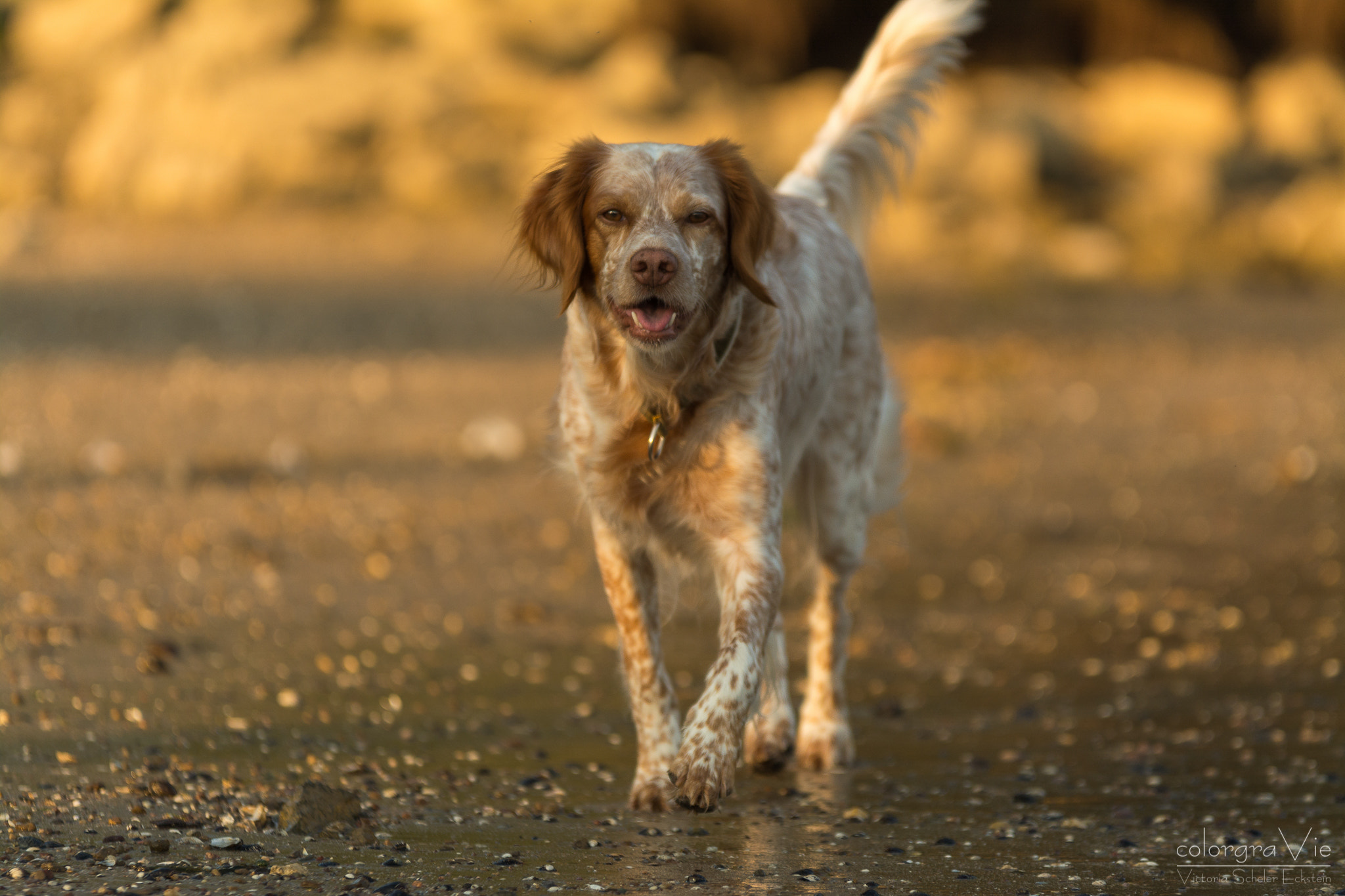 Sigma 70-200mm F2.8 EX DG OS HSM sample photo. Beach runner ii photography