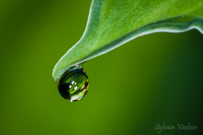 Canon EF 100mm F2.8 Macro USM sample photo. Goutte d'eau feuille de hosta photography