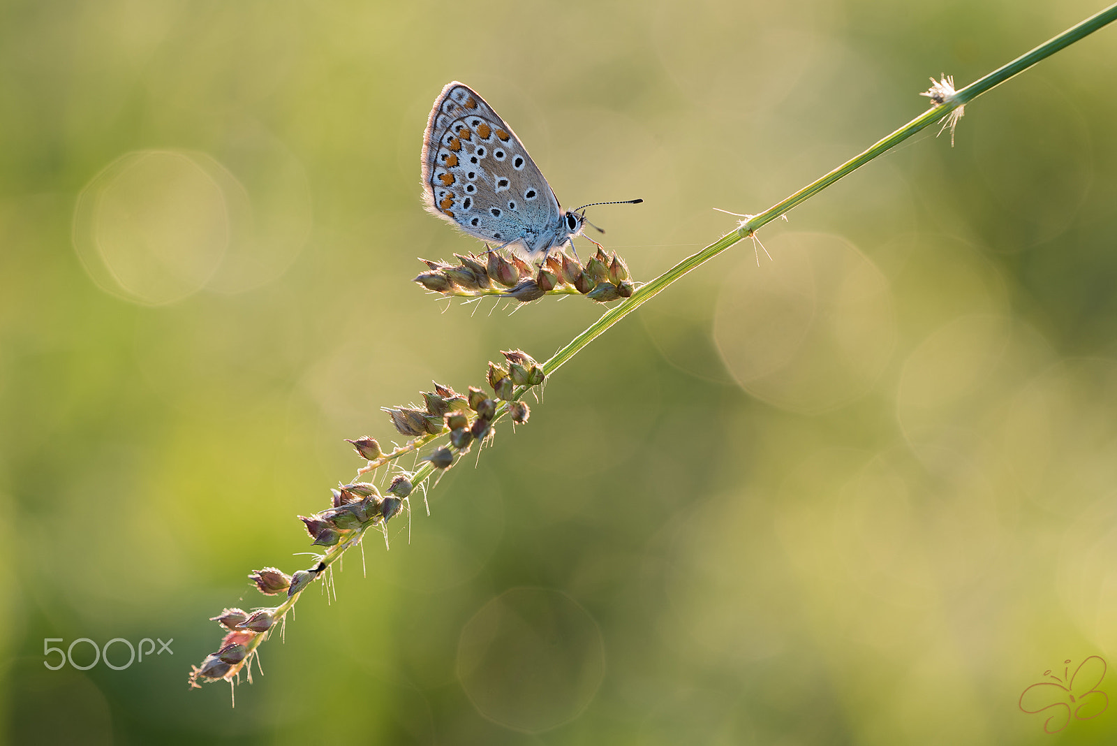 Sigma 150mm F2.8 EX DG OS Macro HSM sample photo. Polyommatus icarus photography