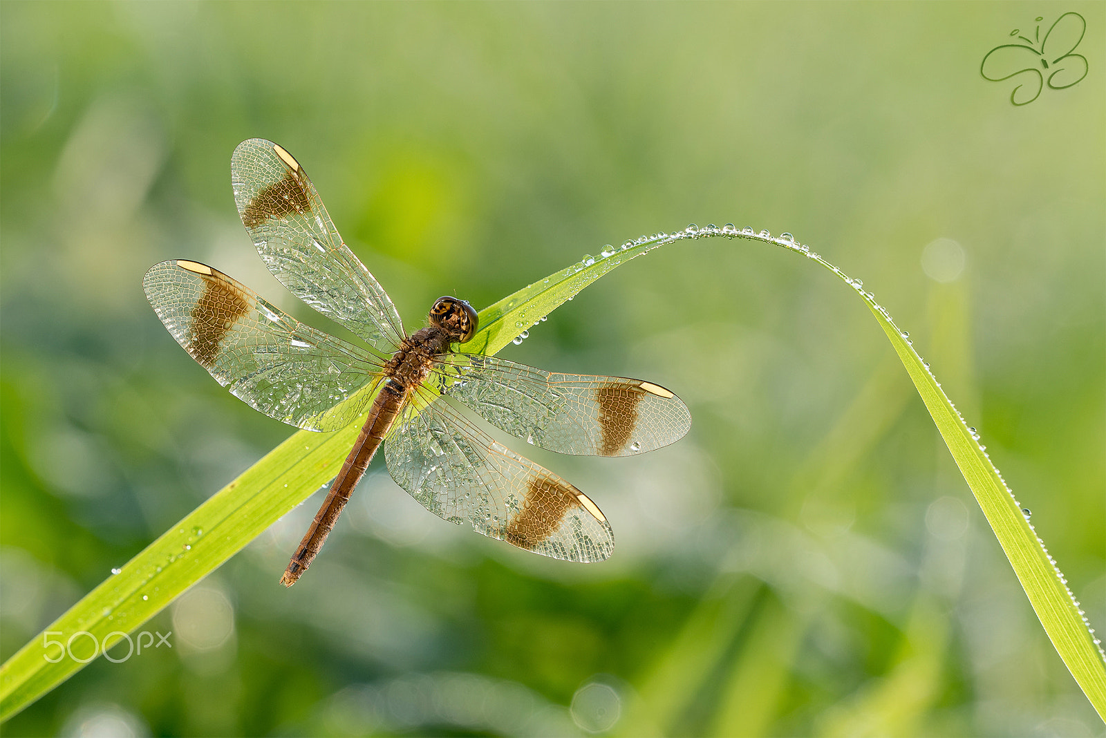 Sigma 150mm F2.8 EX DG OS Macro HSM sample photo. Sympetrum pedemontanum photography