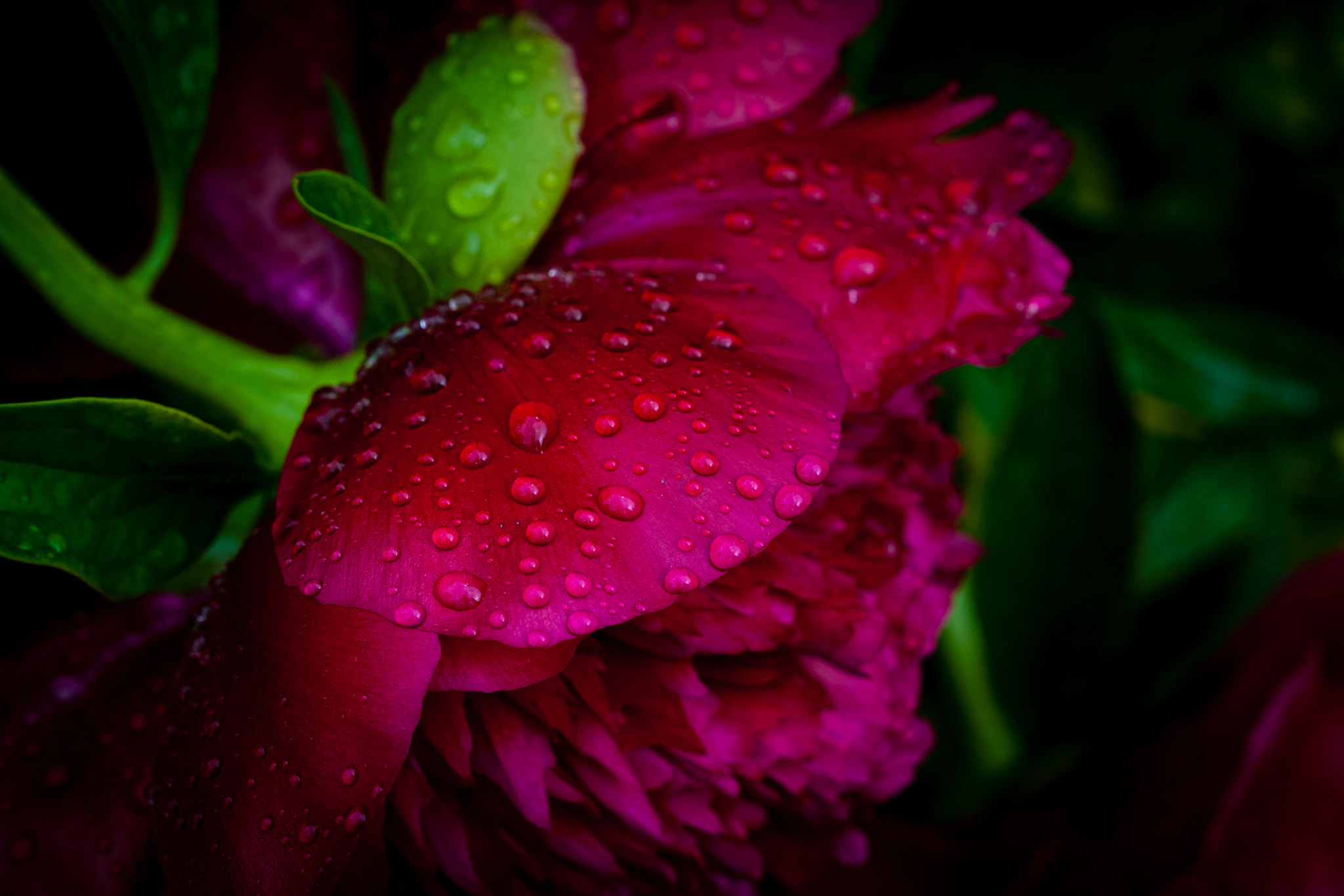 Canon EF 100mm F2.8 Macro USM sample photo. Pivoine red charm photography