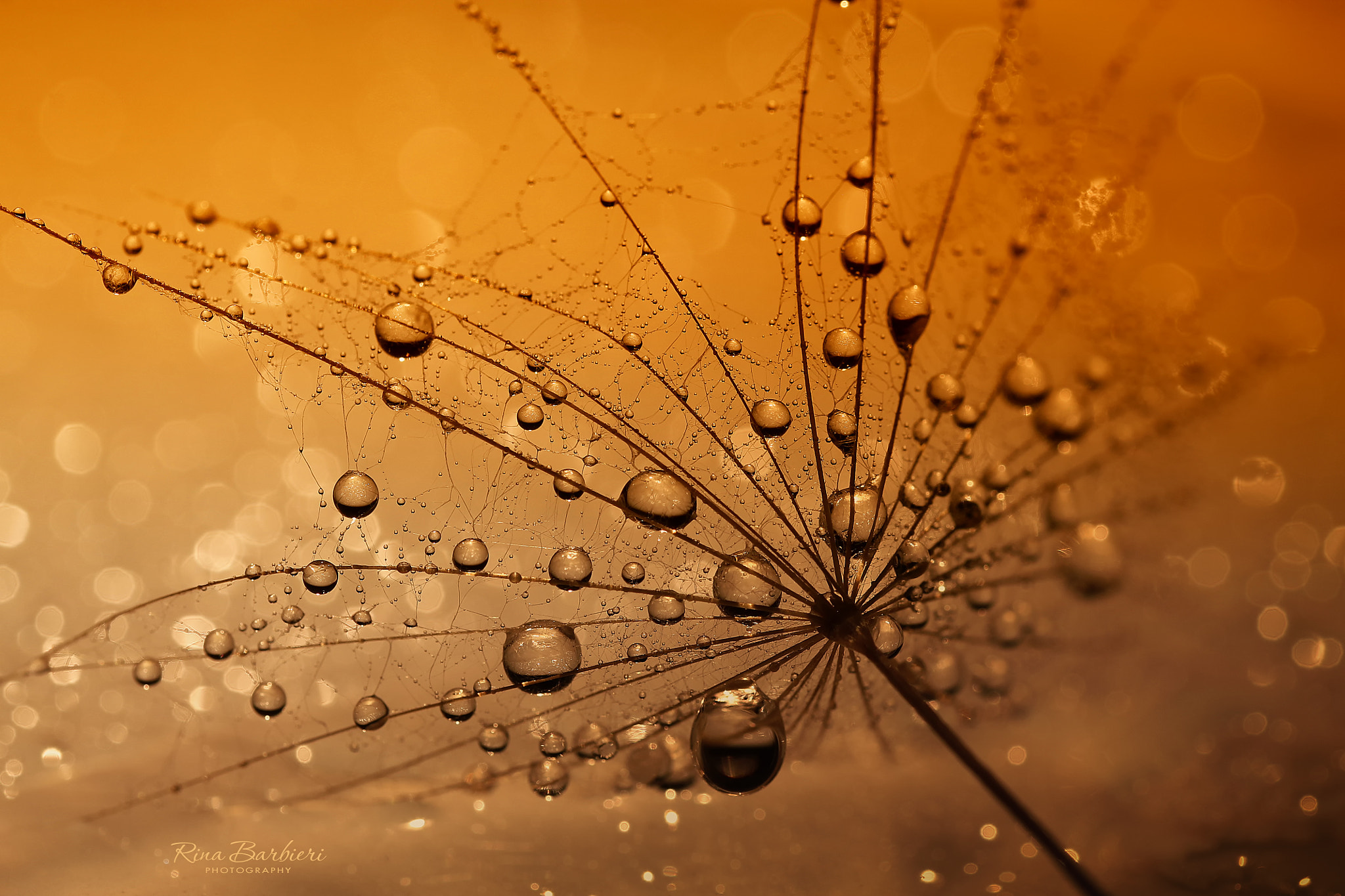 Sigma 105mm F2.8 EX DG OS HSM sample photo. Fall rain photography