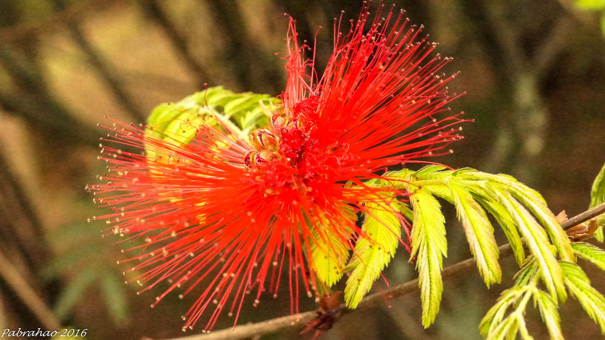 Sony DT 35mm F1.8 SAM sample photo. Red thorn. photography