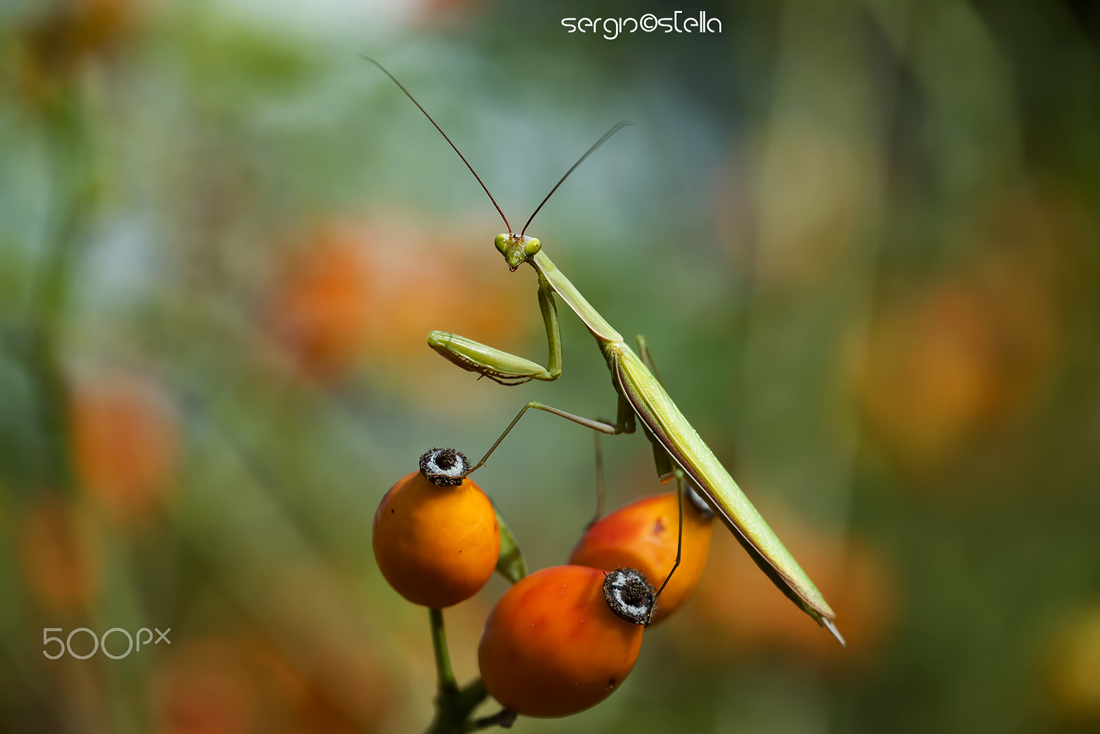 Sigma 150mm F2.8 EX DG Macro HSM sample photo. Mantis_canina____ photography