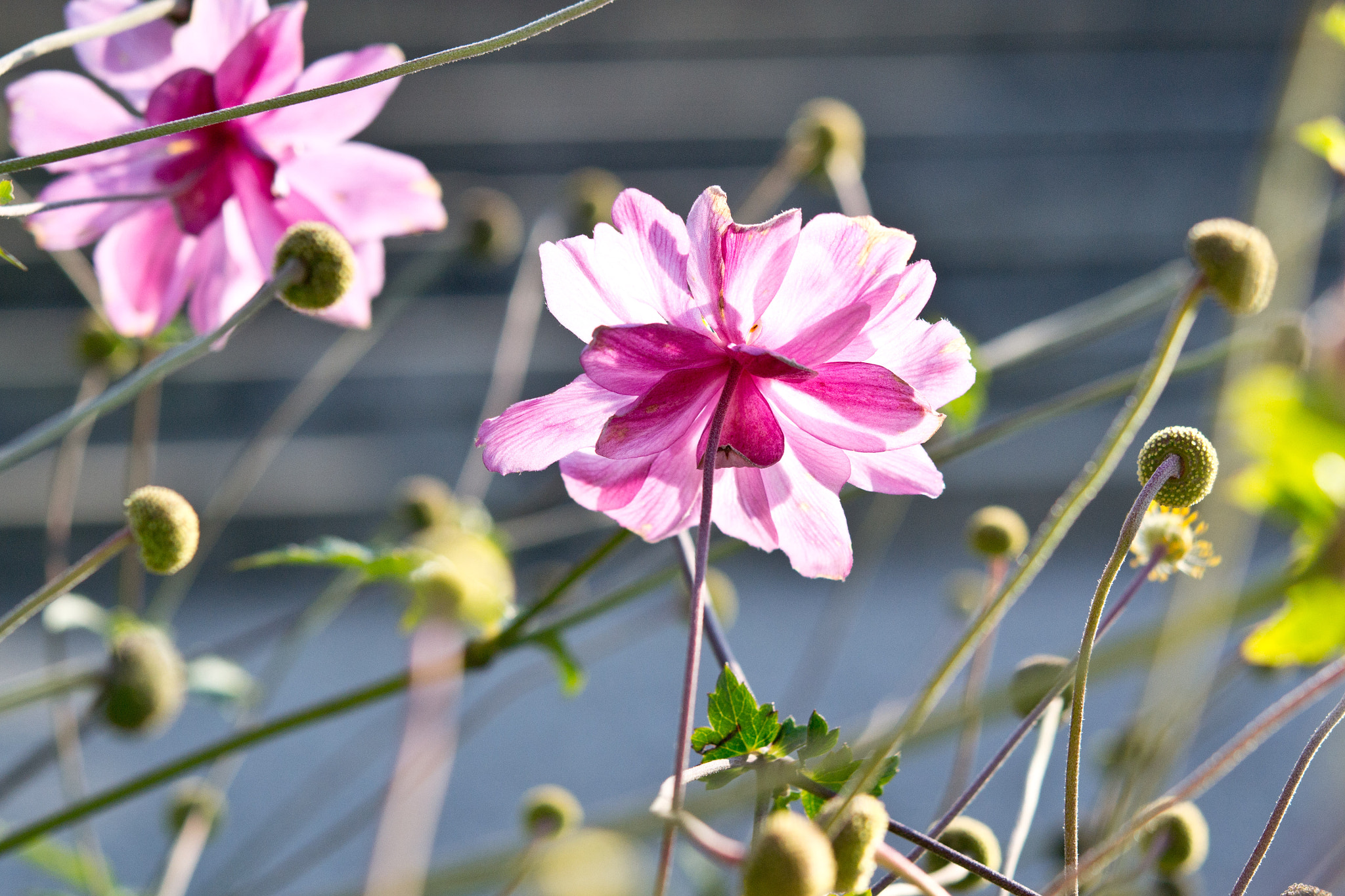 Nikon AF-S Micro-Nikkor 60mm F2.8G ED sample photo. Licht photography