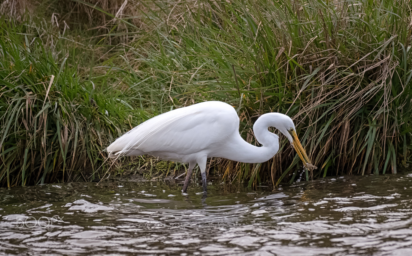 Panasonic Lumix DMC-GH4 + LEICA DG 100-400/F4.0-6.3 sample photo. Got it! great white egret with fish photography