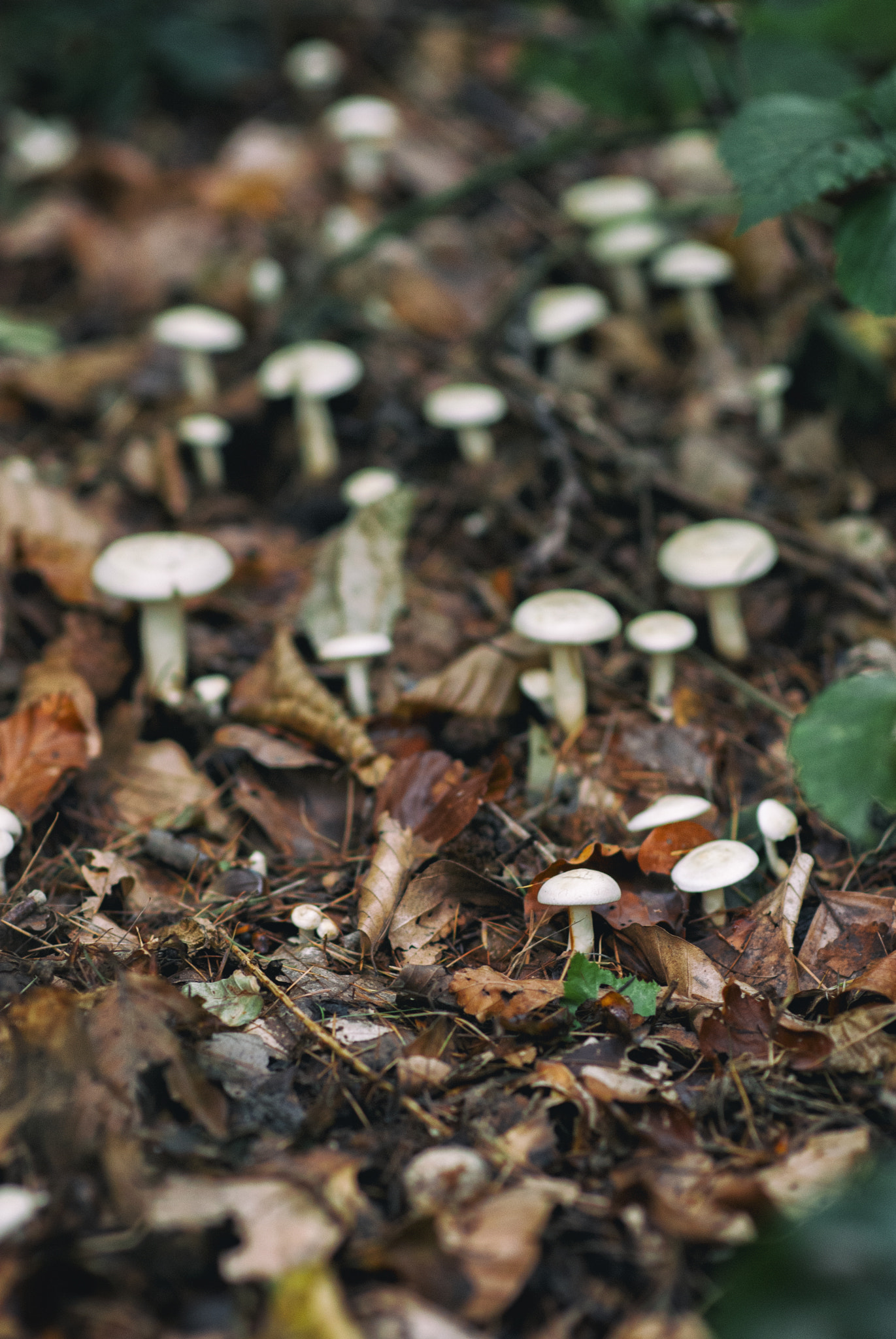 Nikon D80 sample photo. Mushrooms cluster photography