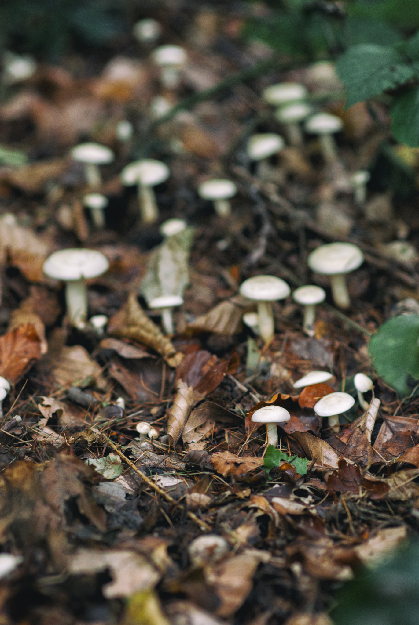 Nikon D80 + Nikon AF-S Nikkor 85mm F1.8G sample photo. Mushrooms cluster photography