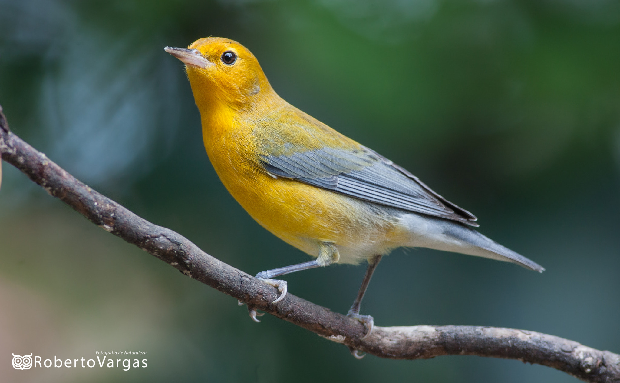 Canon EOS 40D + Canon EF 400mm F5.6L USM sample photo. Protonotaria citrea / reinita cabecidorada / prothonotary warbler photography