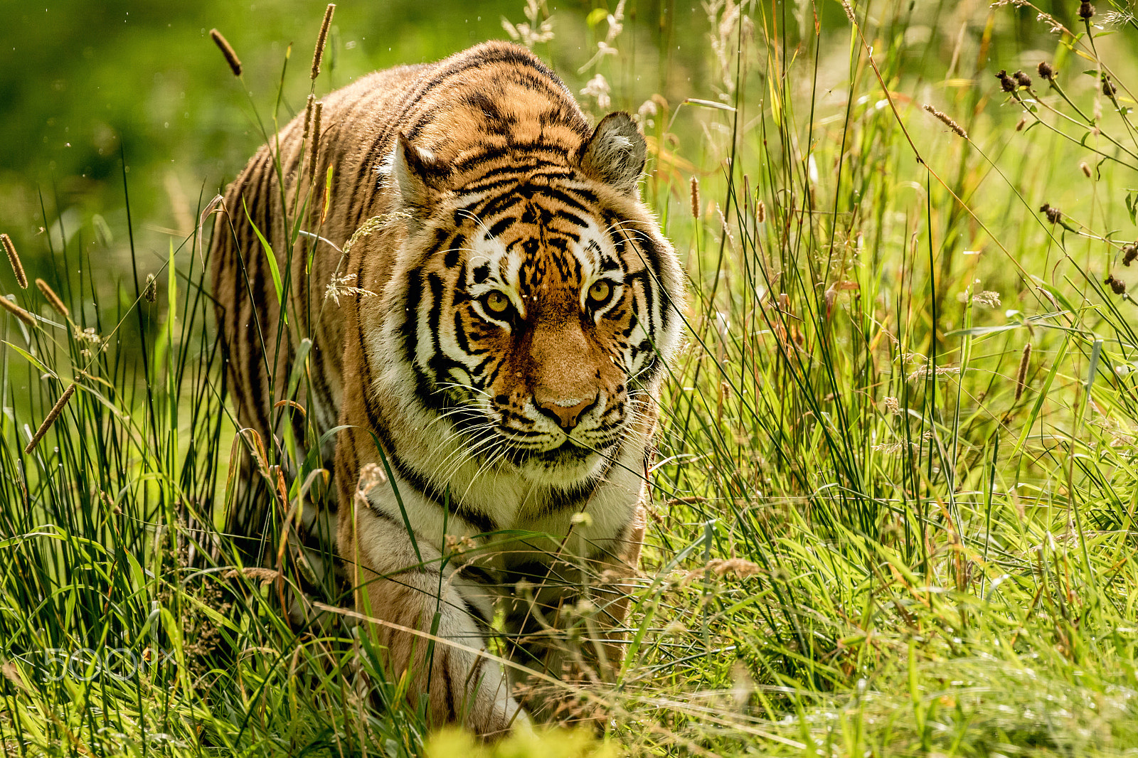 Canon EF 400mm F4 DO IS II USM sample photo. Amur tiger photography