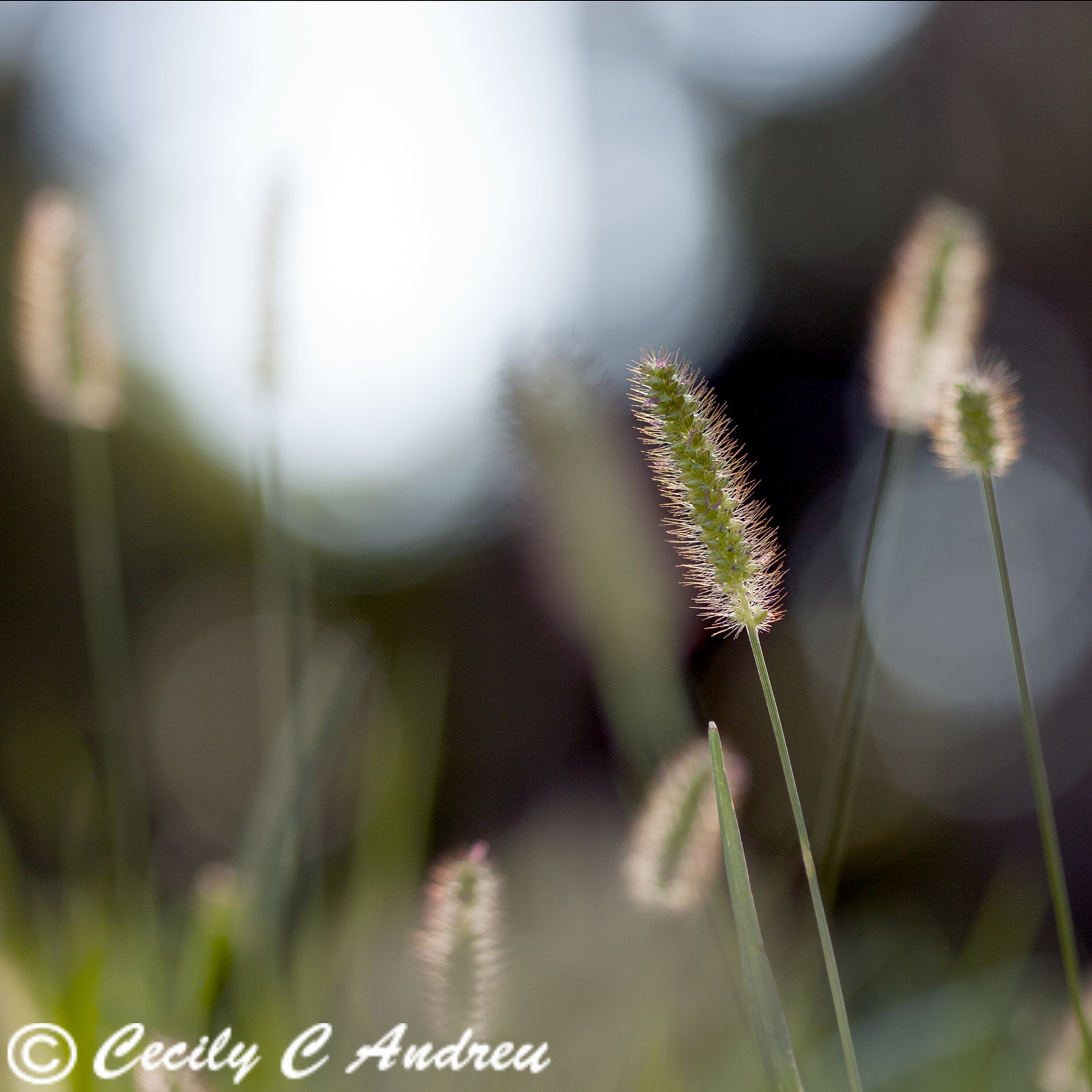 Canon EF 100mm F2.8 Macro USM sample photo. Bathed under sunlight photography