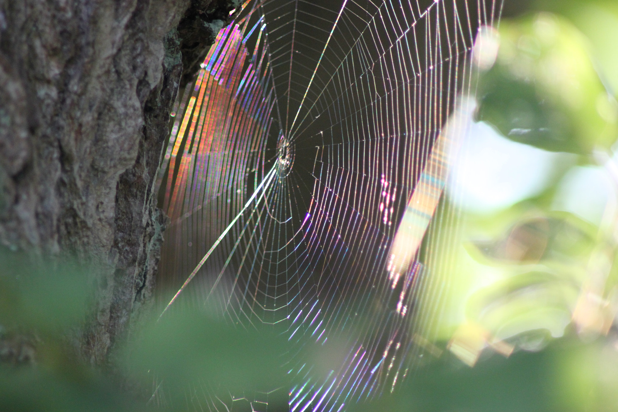 Canon EOS 500D (EOS Rebel T1i / EOS Kiss X3) sample photo. Spider web photography