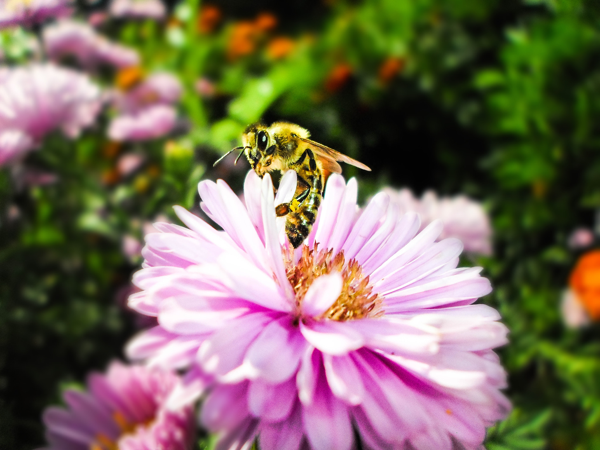 Samsung ES95 sample photo. Bee take off! photography