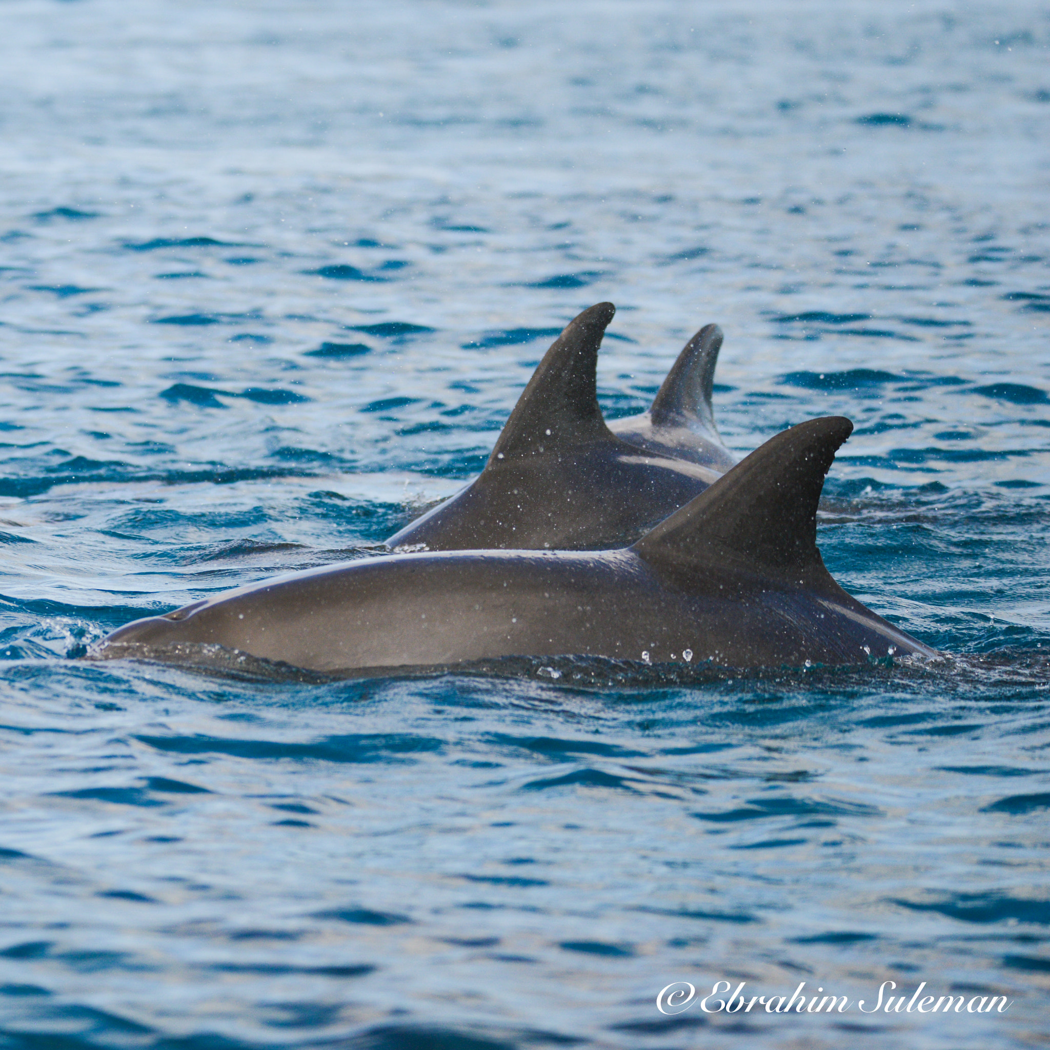 Sigma 150-600mm F5-6.3 DG OS HSM | S sample photo. Dsc photography