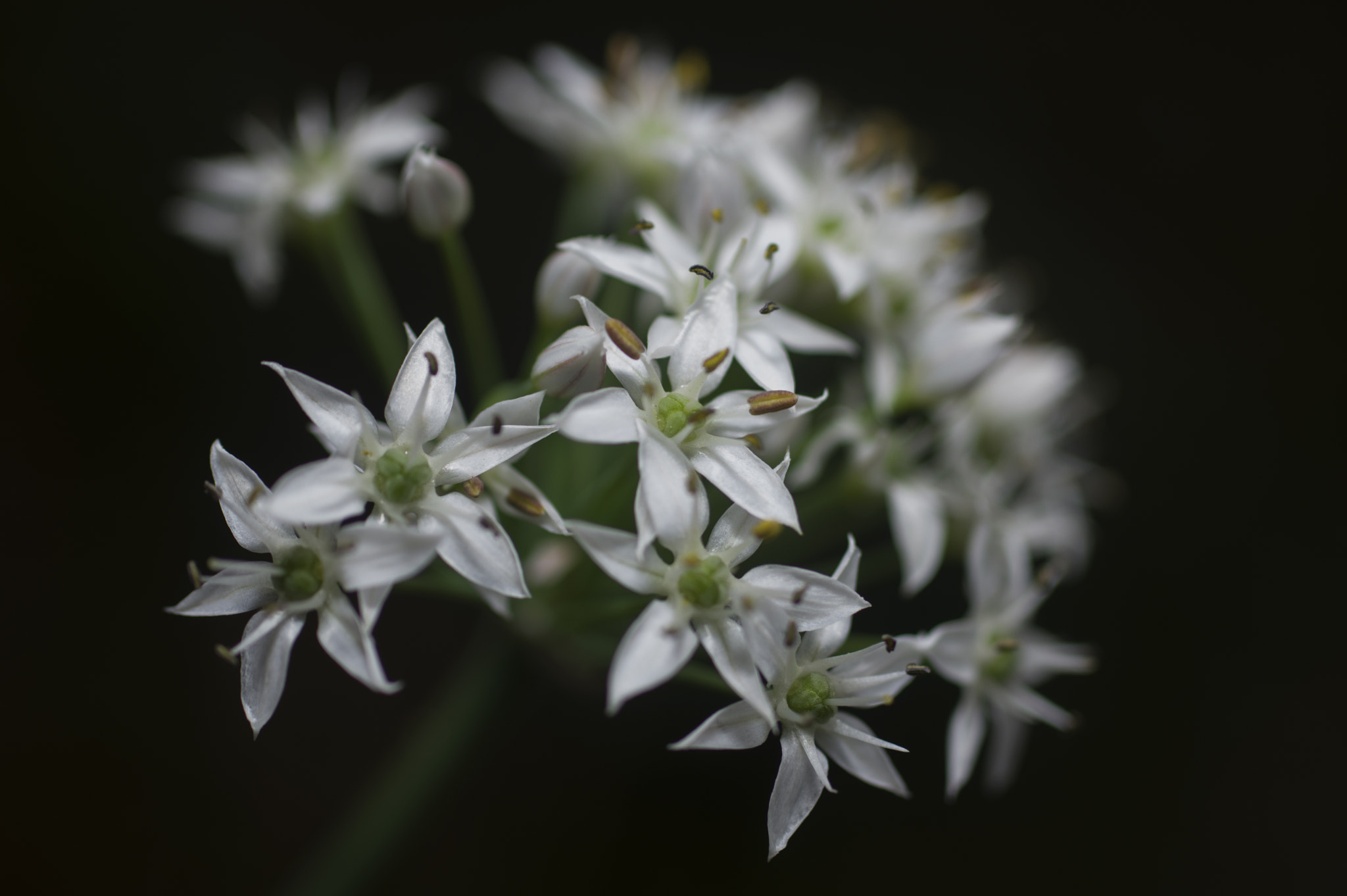 smc PENTAX-F MACRO 50mm F2.8 sample photo. White and green photography