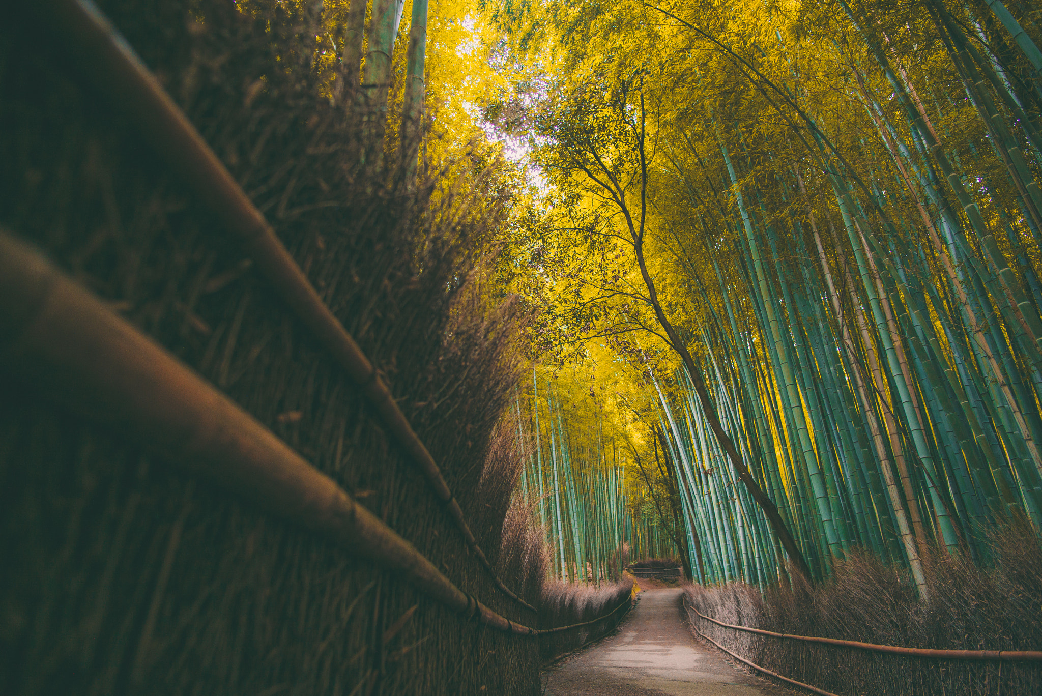 Leica Summilux-M 21mm F1.4 Asph sample photo. Bamboo grove photography