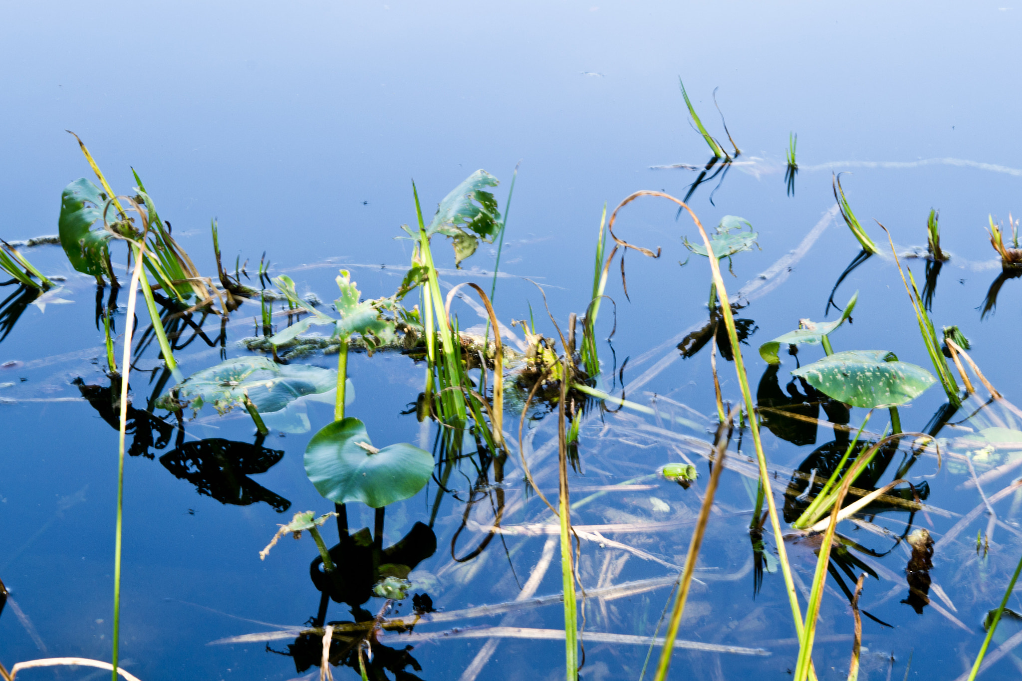 Nikon AF-S Micro-Nikkor 60mm F2.8G ED sample photo. Wasser photography