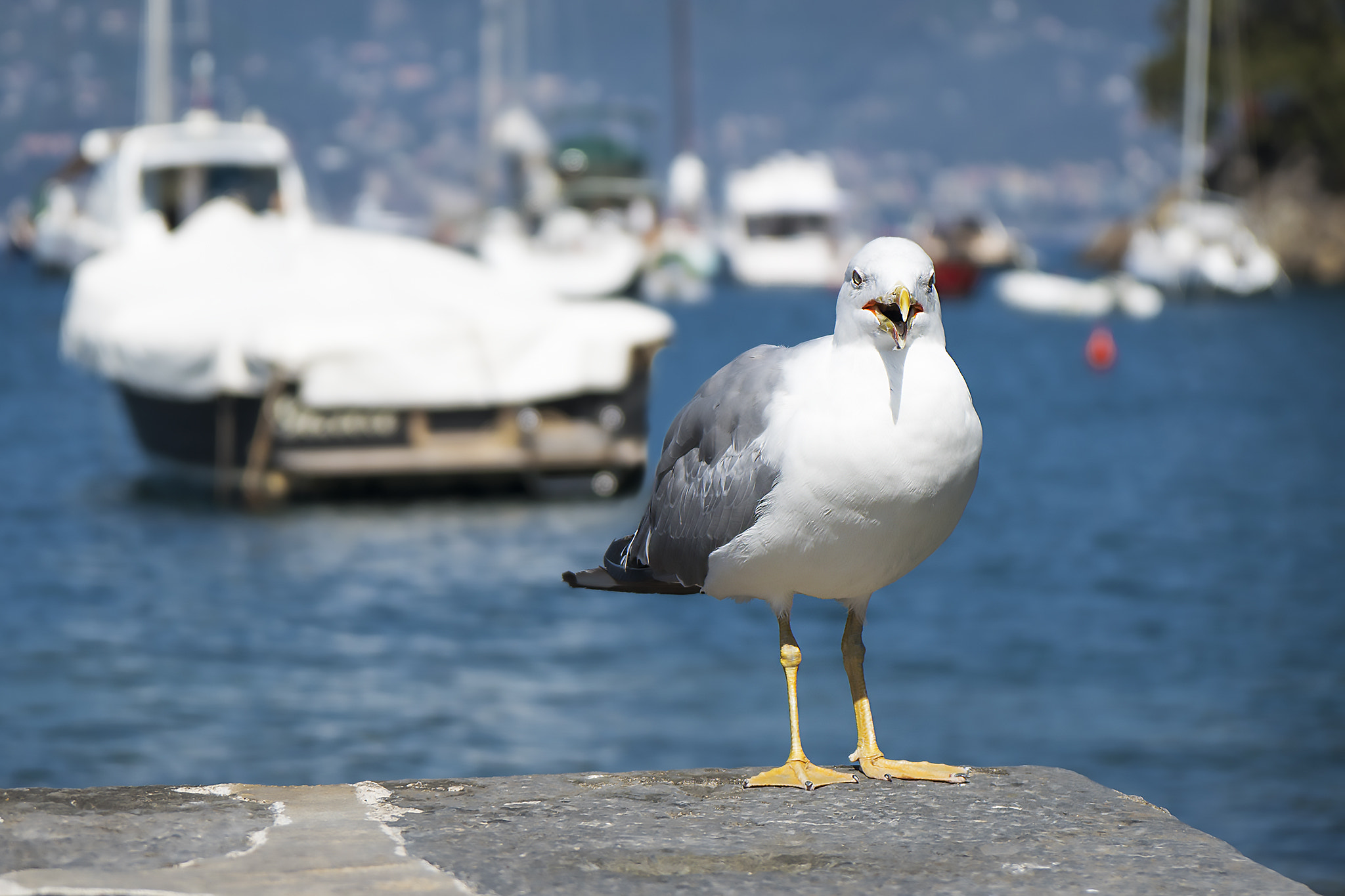 Sony a7R II + Sony Vario-Tessar T* E 16-70mm F4 ZA OSS sample photo. Il gabbiano photography