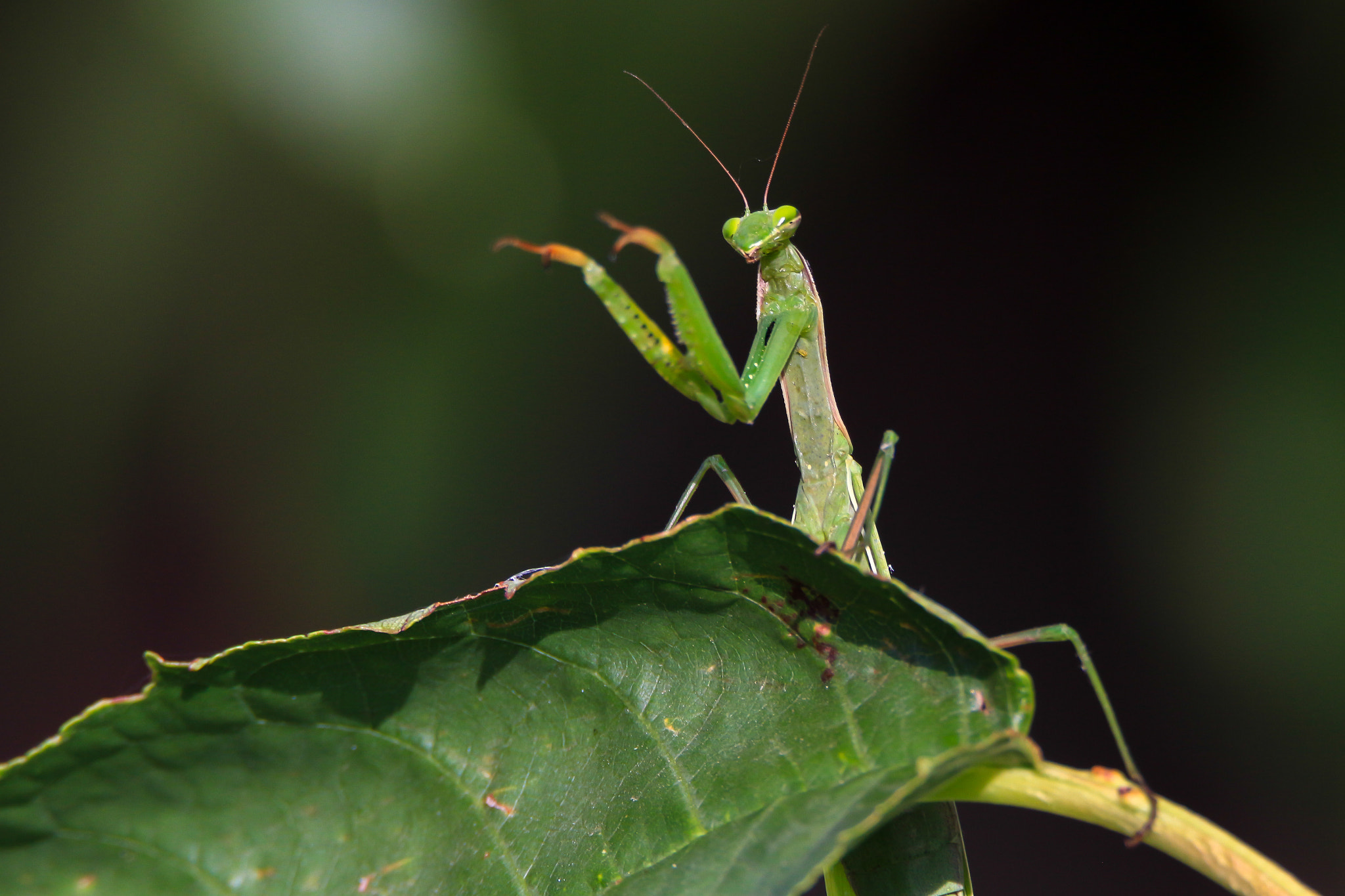 Tamron SP 150-600mm F5-6.3 Di VC USD sample photo. Praying mantis photography