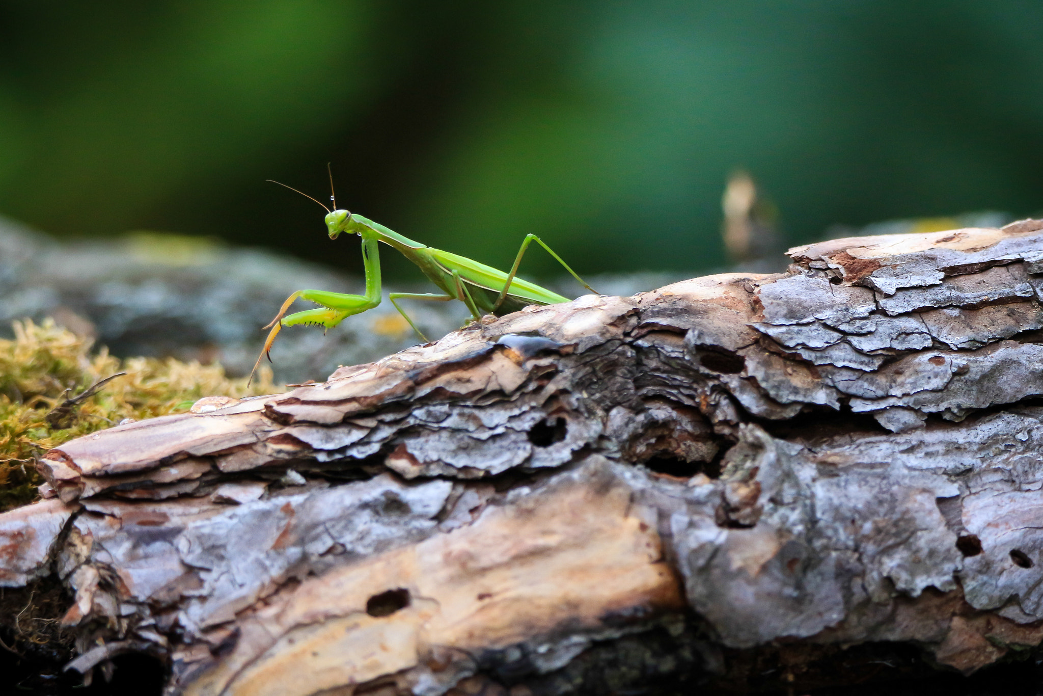 Tamron SP 150-600mm F5-6.3 Di VC USD sample photo. Praying mantis 1 photography