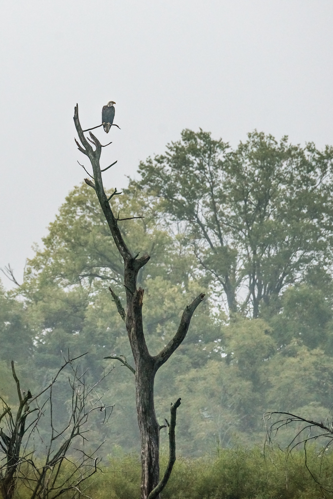 Nikon D800E sample photo. Bald eagle on a foggy day photography