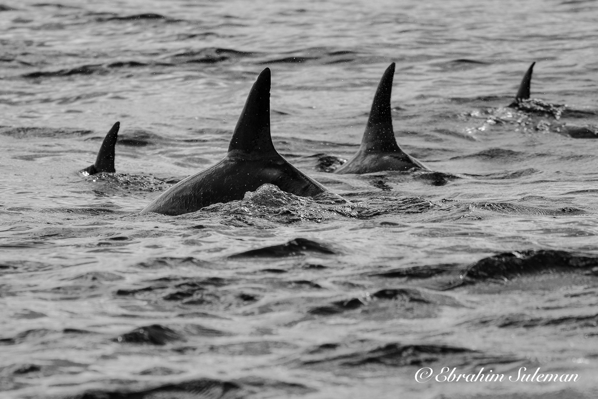 Sigma 150-600mm F5-6.3 DG OS HSM | S sample photo. Dsc photography
