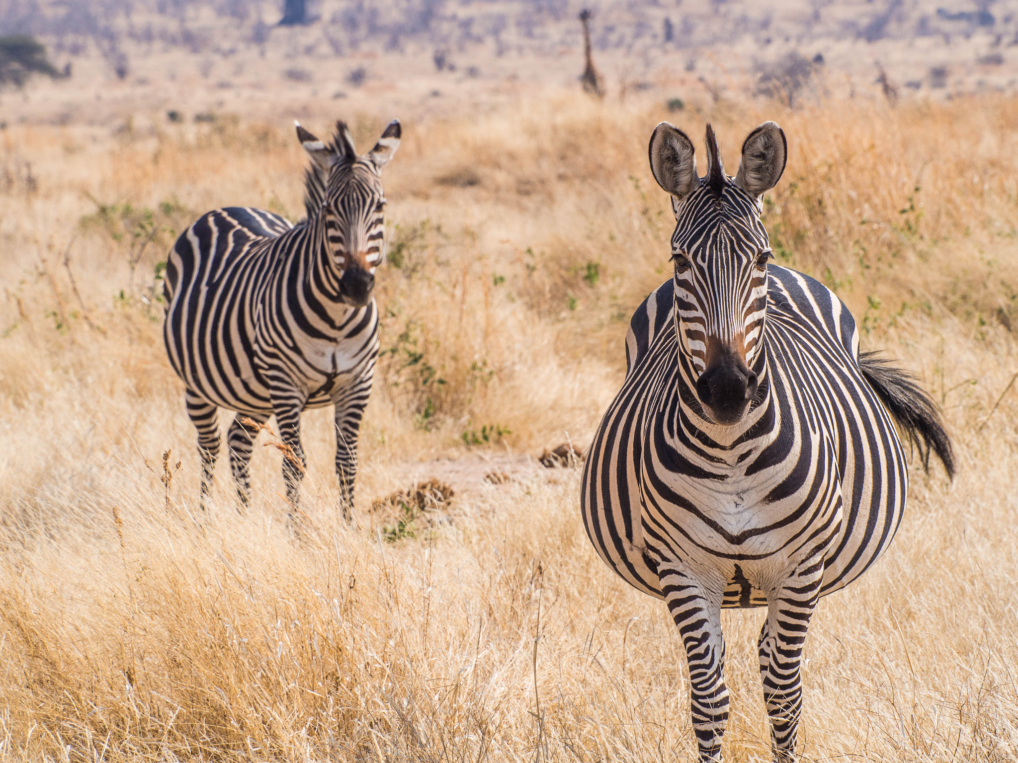 Olympus OM-D E-M5 sample photo. Zebras photography