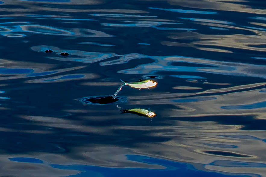 Sigma 18-200mm F3.5-6.3 DC OS HSM sample photo. Blurry little fish photography