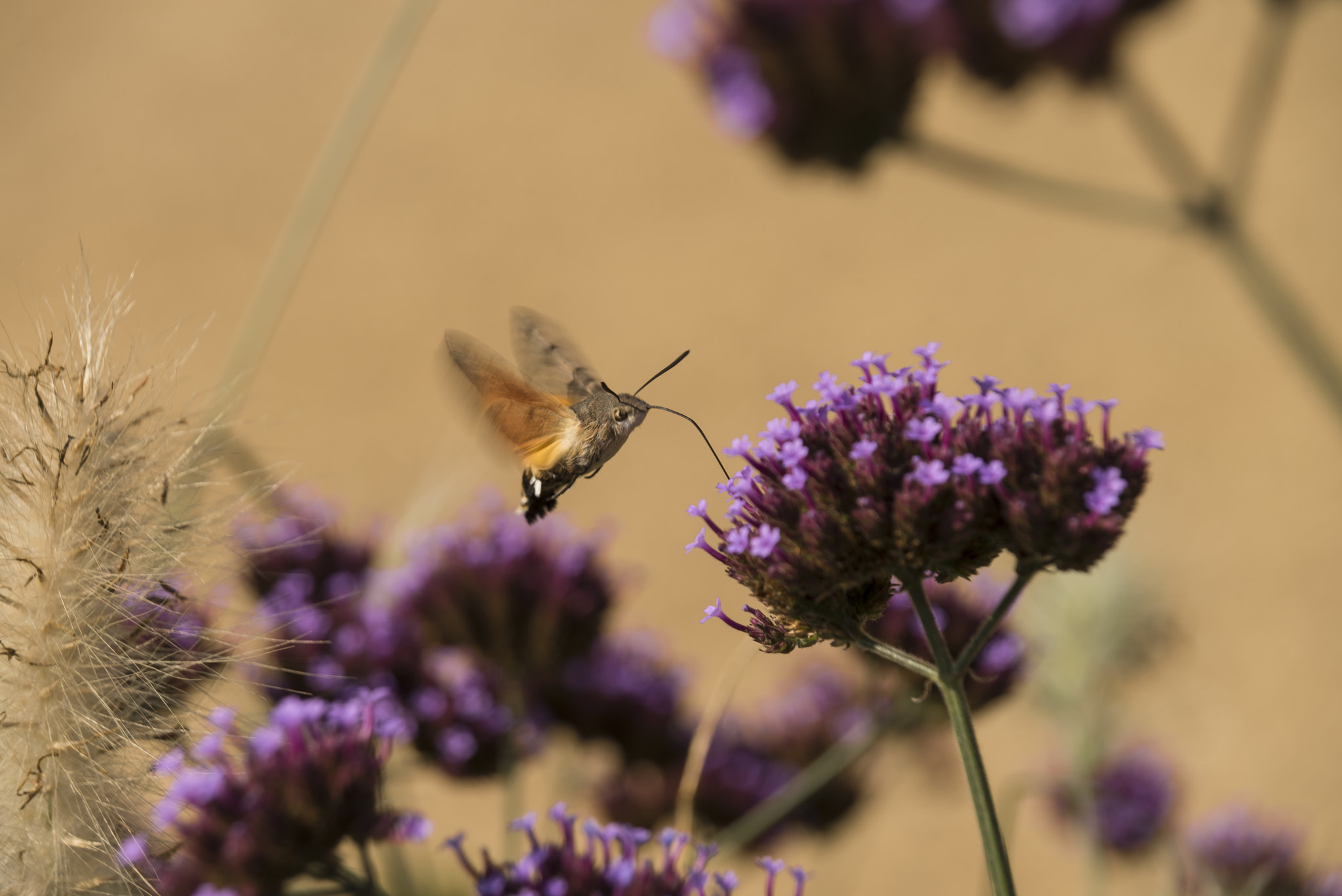 Nikon D600 sample photo. Hover, hover photography