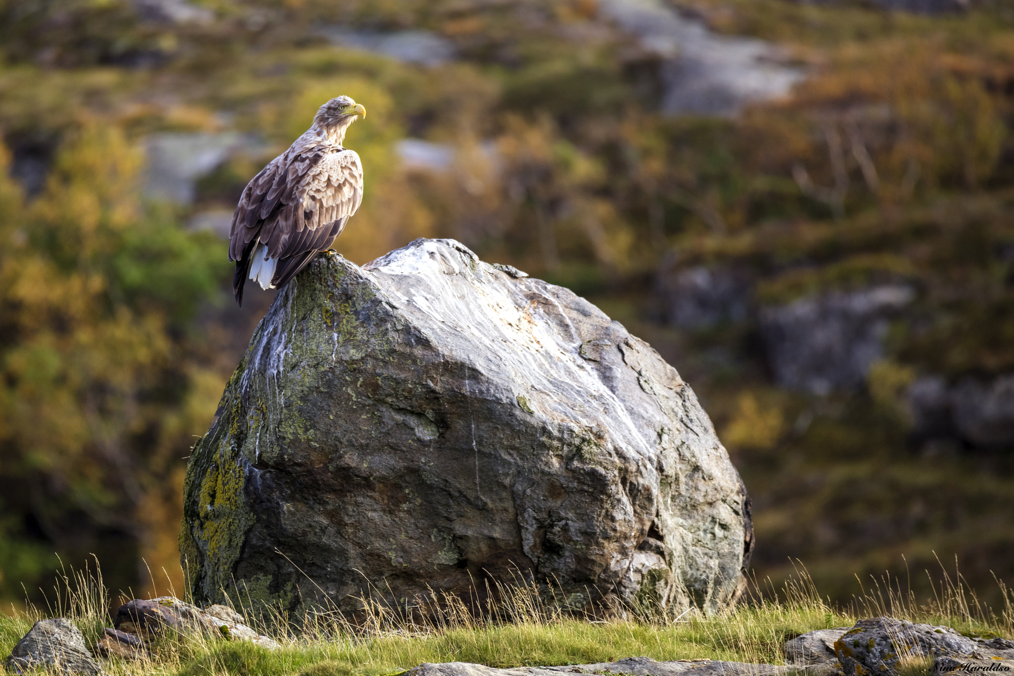 Sigma 150-600mm F5-6.3 DG OS HSM | C sample photo. It monitored me closely from its "poop rock" photography