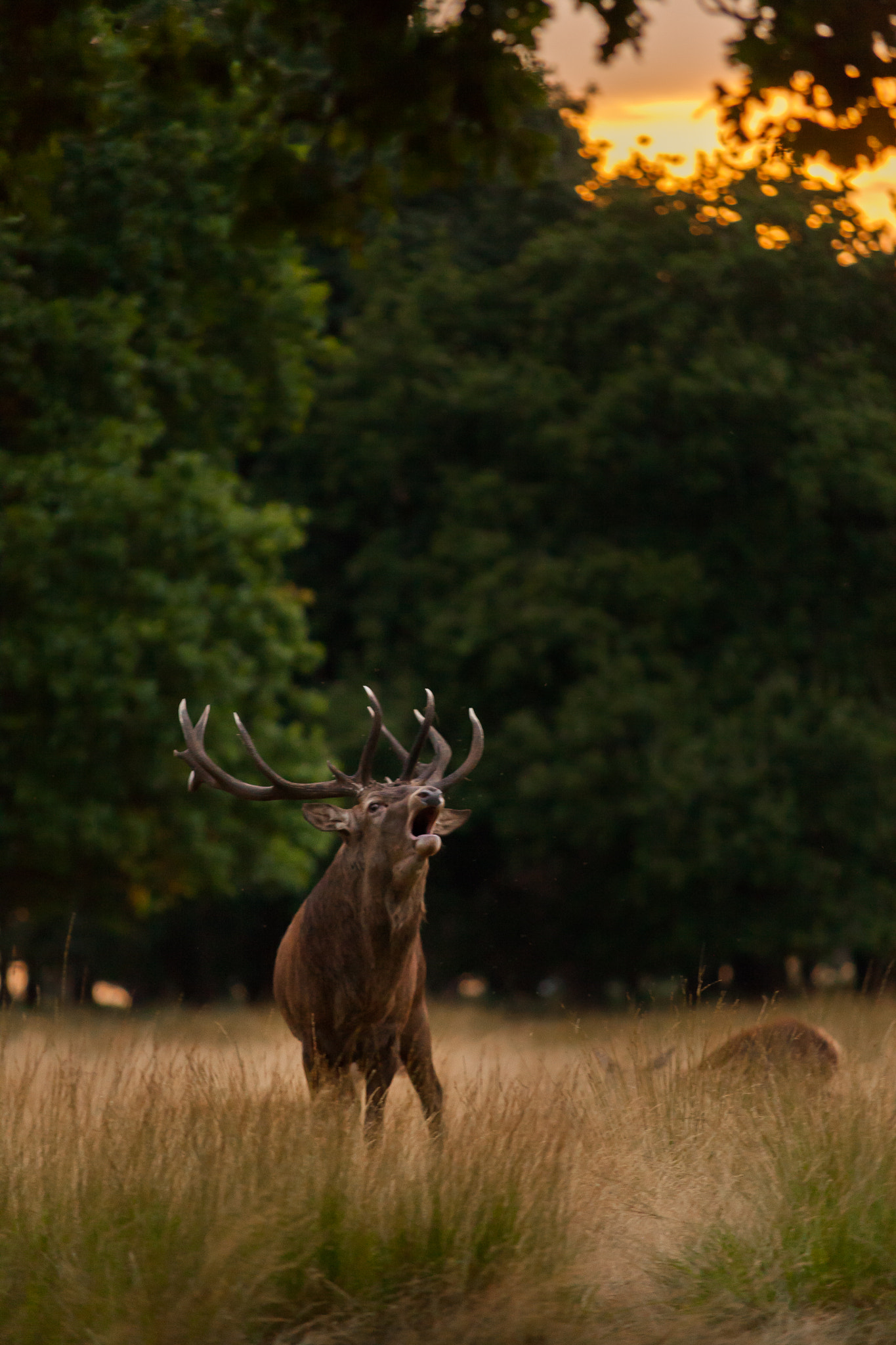 Canon EOS 5D + Sigma 70-200mm F2.8 EX DG OS HSM sample photo. Evening bellow photography