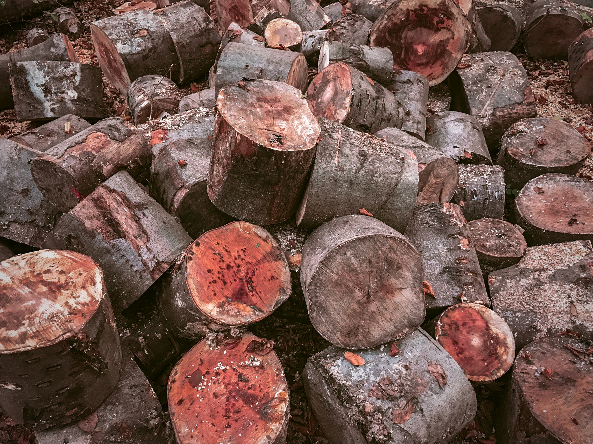 Apple iPhone 7 Plus sample photo. Chopped trees photography