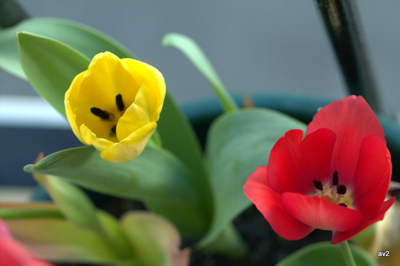 Canon EF 100mm F2.8L Macro IS USM sample photo. Rojo y amarillo photography