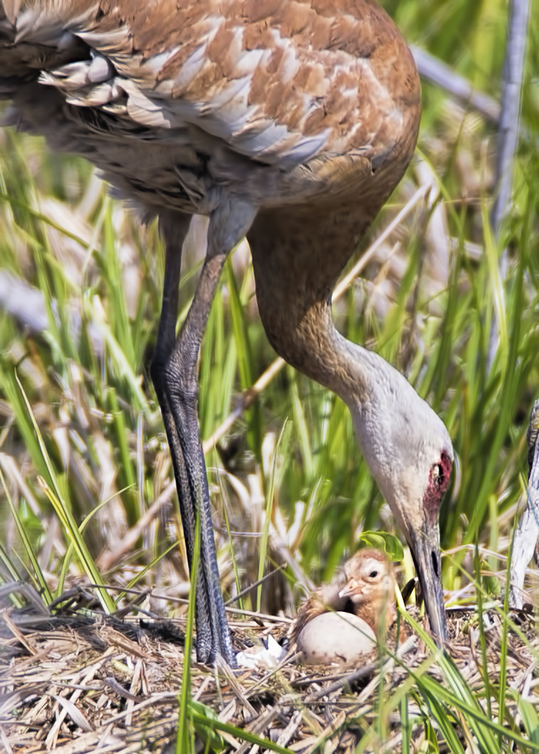 Canon EOS-1D X + Canon EF 600mm F4L IS USM sample photo. Sandhill crane ( grue du canada ) photography