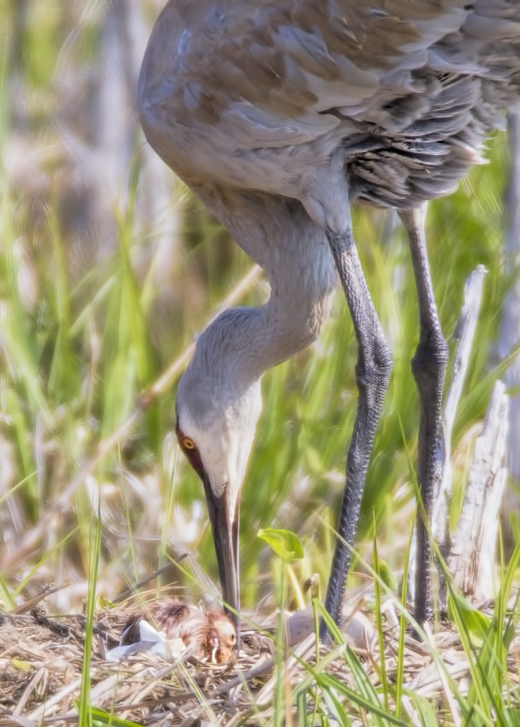 Canon EF 600mm F4L IS USM sample photo. Sandhill crane ( grue du canada ) photography