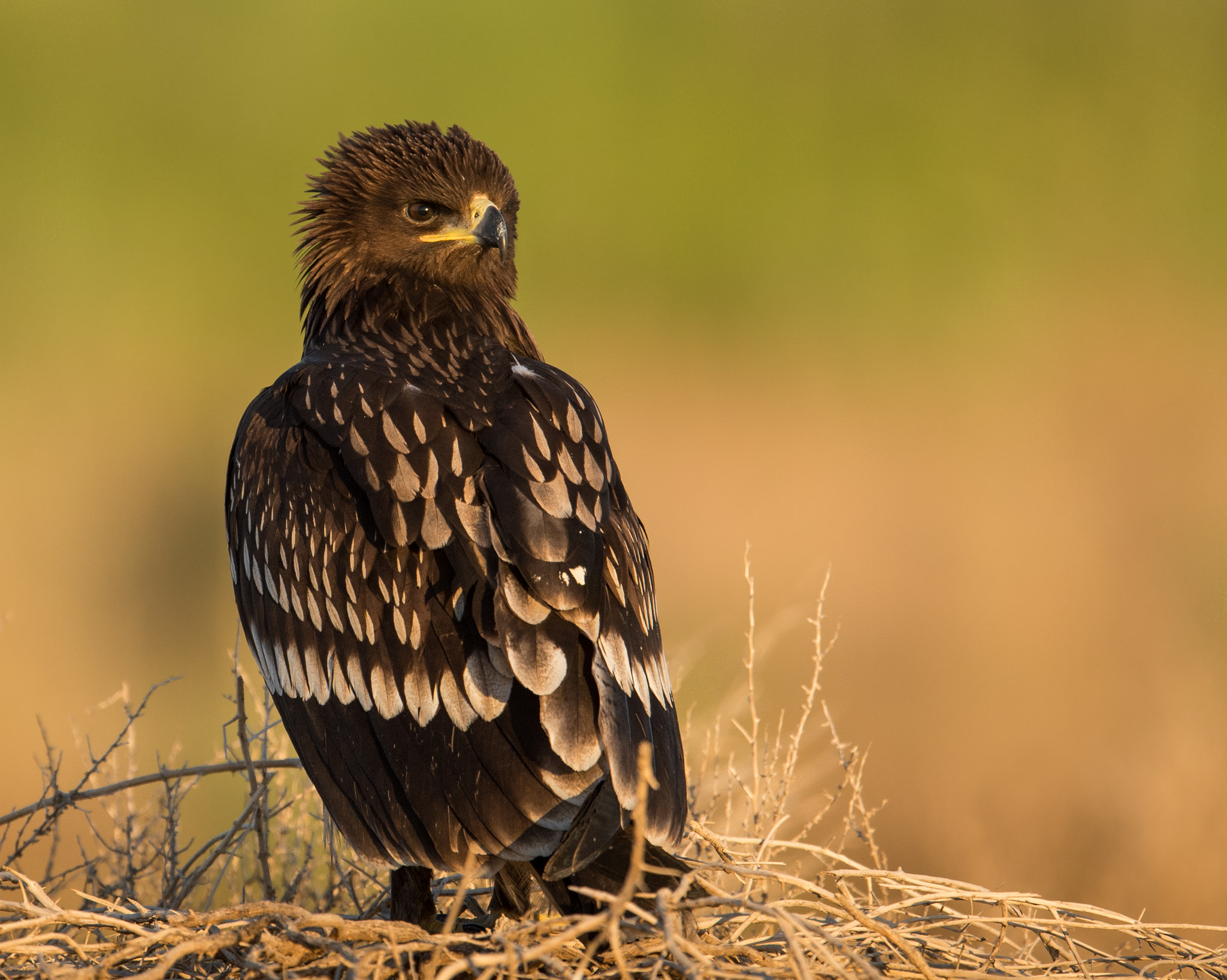 Nikon AF-S Nikkor 600mm F4E FL ED VR sample photo. Great spotted eagle photography