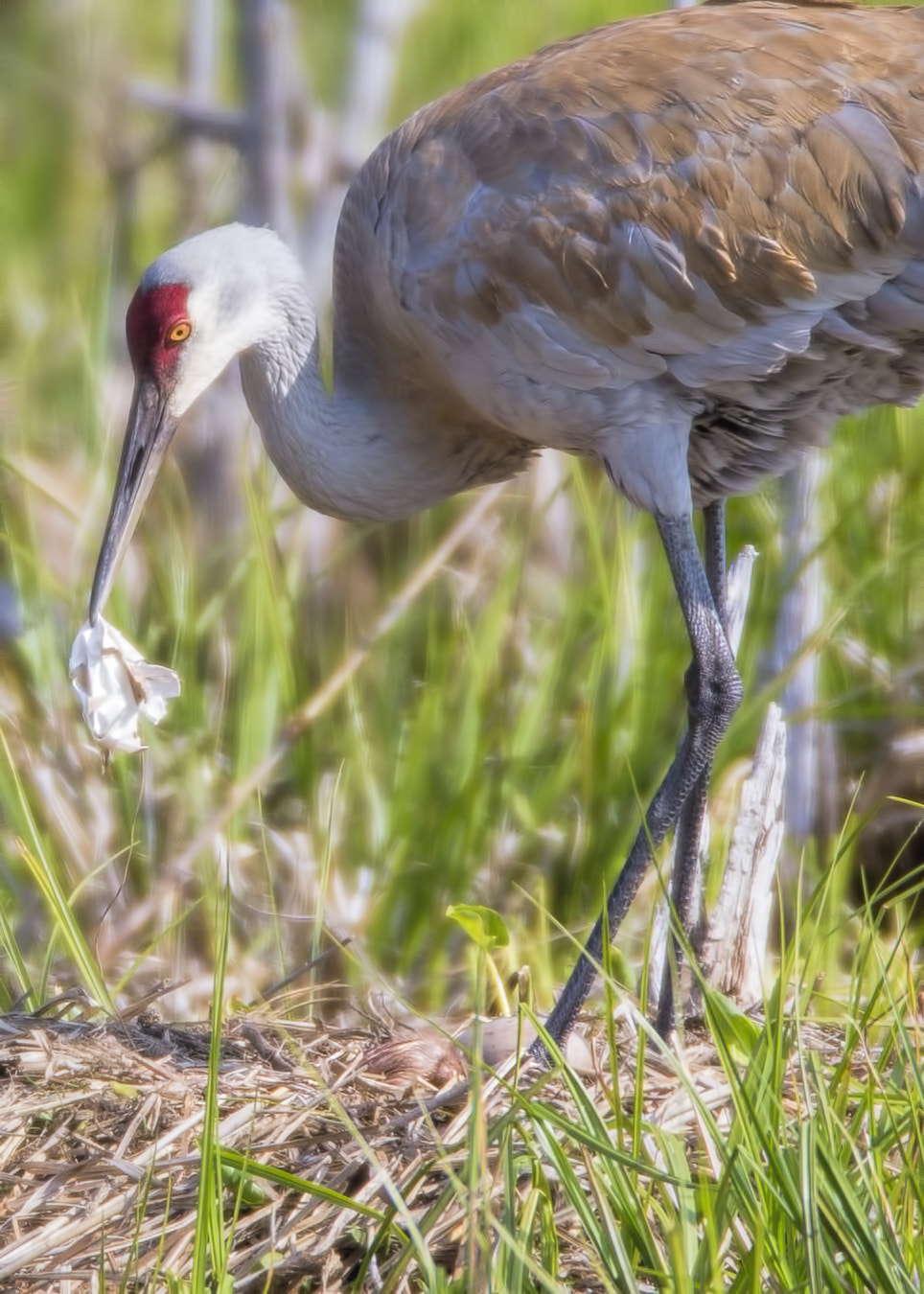 Canon EOS-1D X + Canon EF 600mm F4L IS USM sample photo. Sandhill crane ( grue du canada ) photography