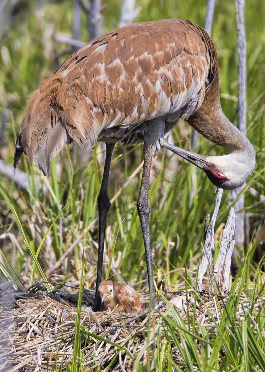 Canon EOS-1D X + Canon EF 600mm F4L IS USM sample photo. Sandhill crane ( grue du canada ) photography