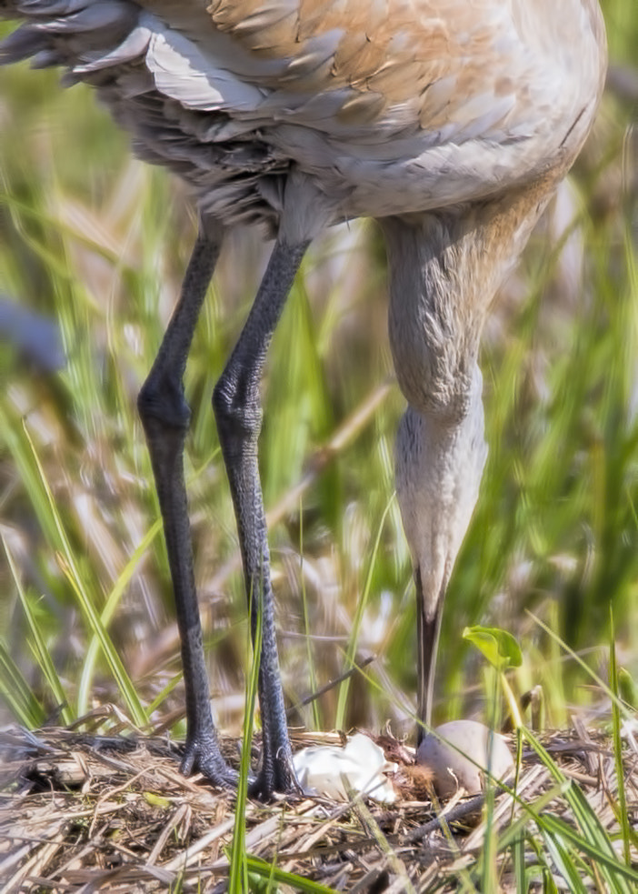 Canon EOS-1D X sample photo. Sandhill crane ( grue du canada ) photography