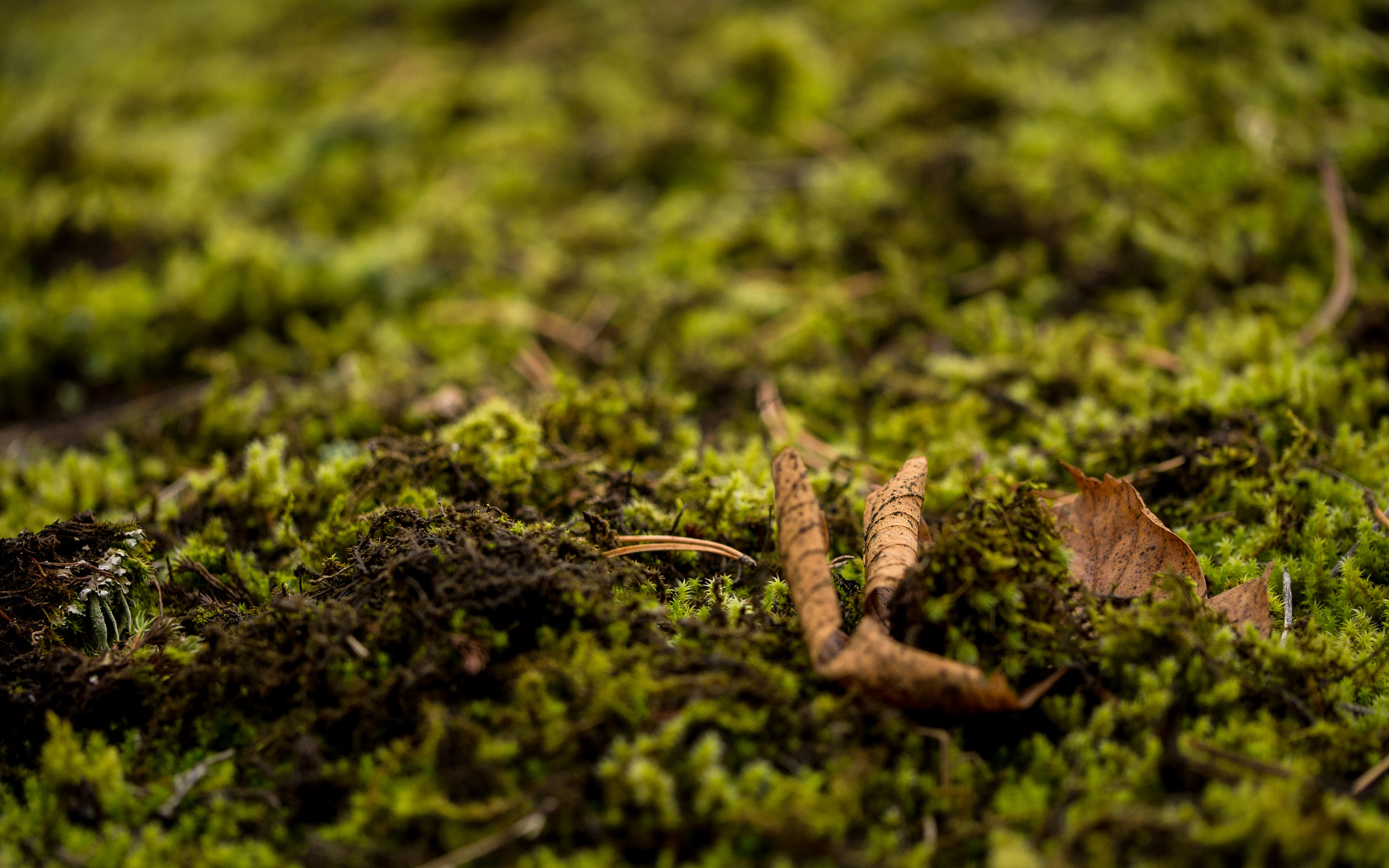 Panasonic Leica DG Macro-Elmarit 45mm F2.8 ASPH OIS sample photo. Leaf photography