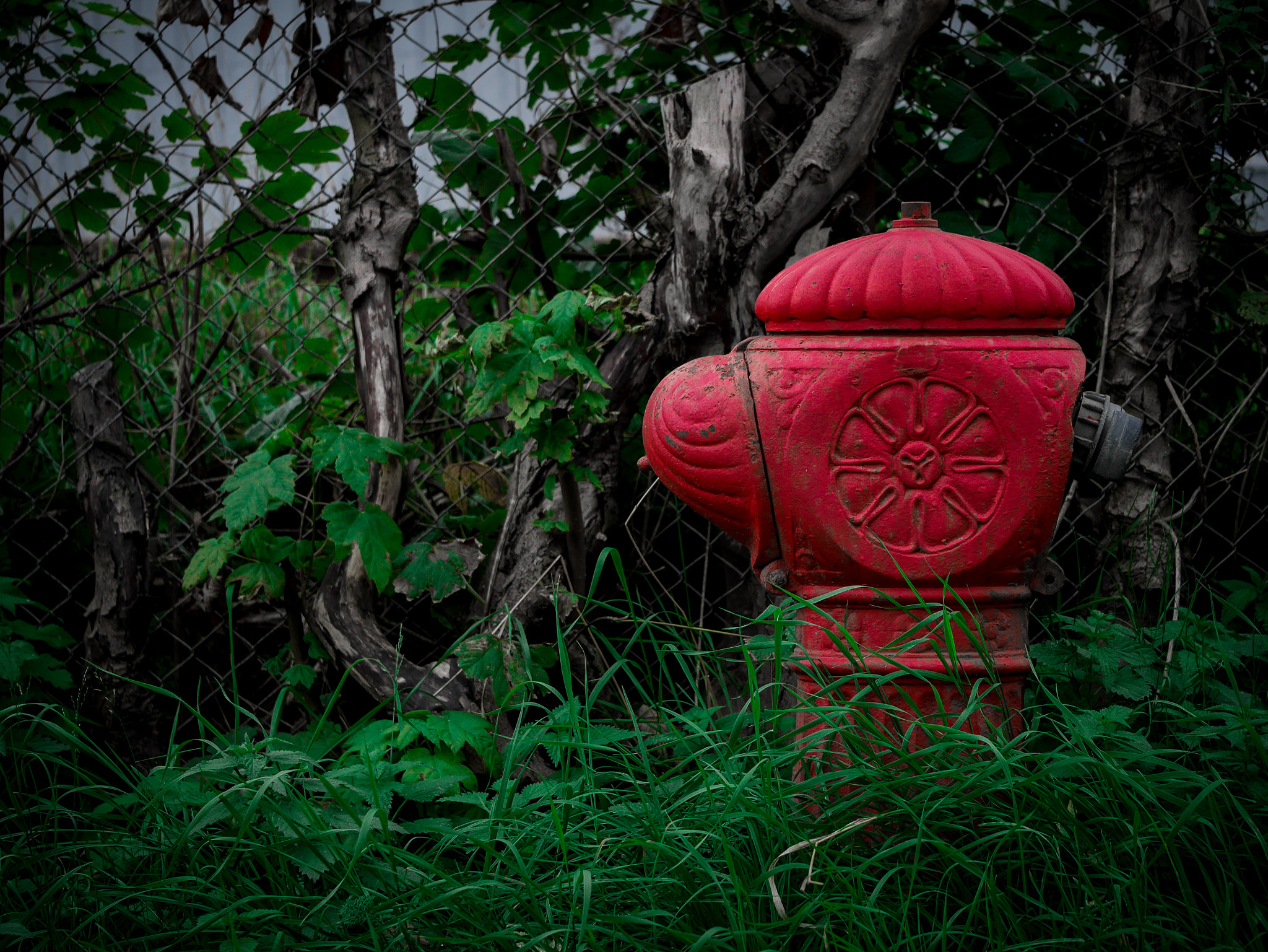 Panasonic Leica DG Macro-Elmarit 45mm F2.8 ASPH OIS sample photo. R.g.b. photography