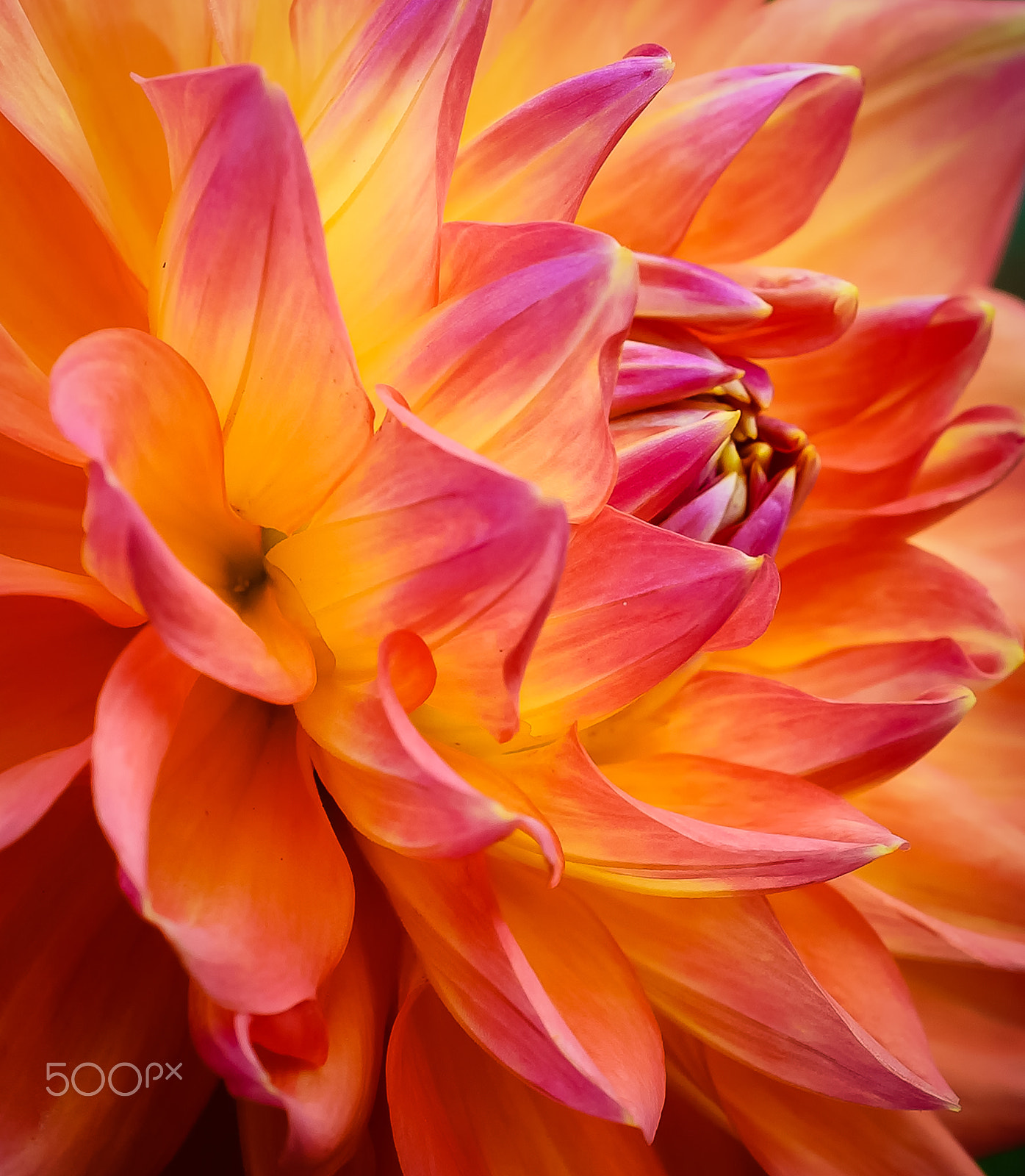 Nikon D610 + Nikon AF Micro-Nikkor 60mm F2.8D sample photo. Dahlia photography