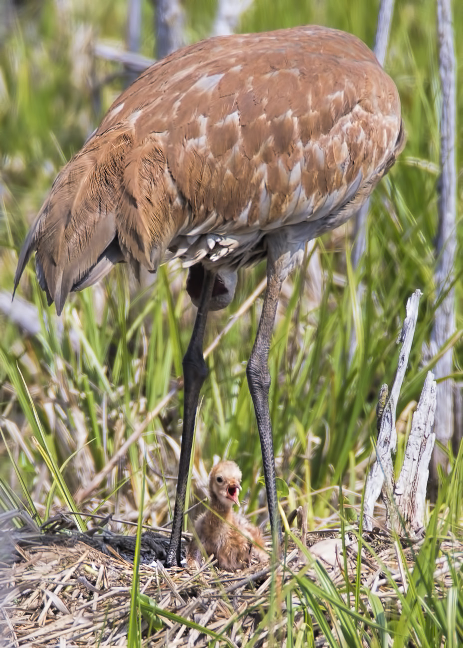 Canon EF 600mm F4L IS USM sample photo. Sandhill crane ( grue du canada ) photography