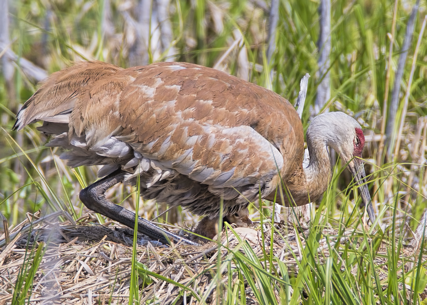 Canon EF 600mm F4L IS USM sample photo. Sandhill crane ( grue du canada ) photography