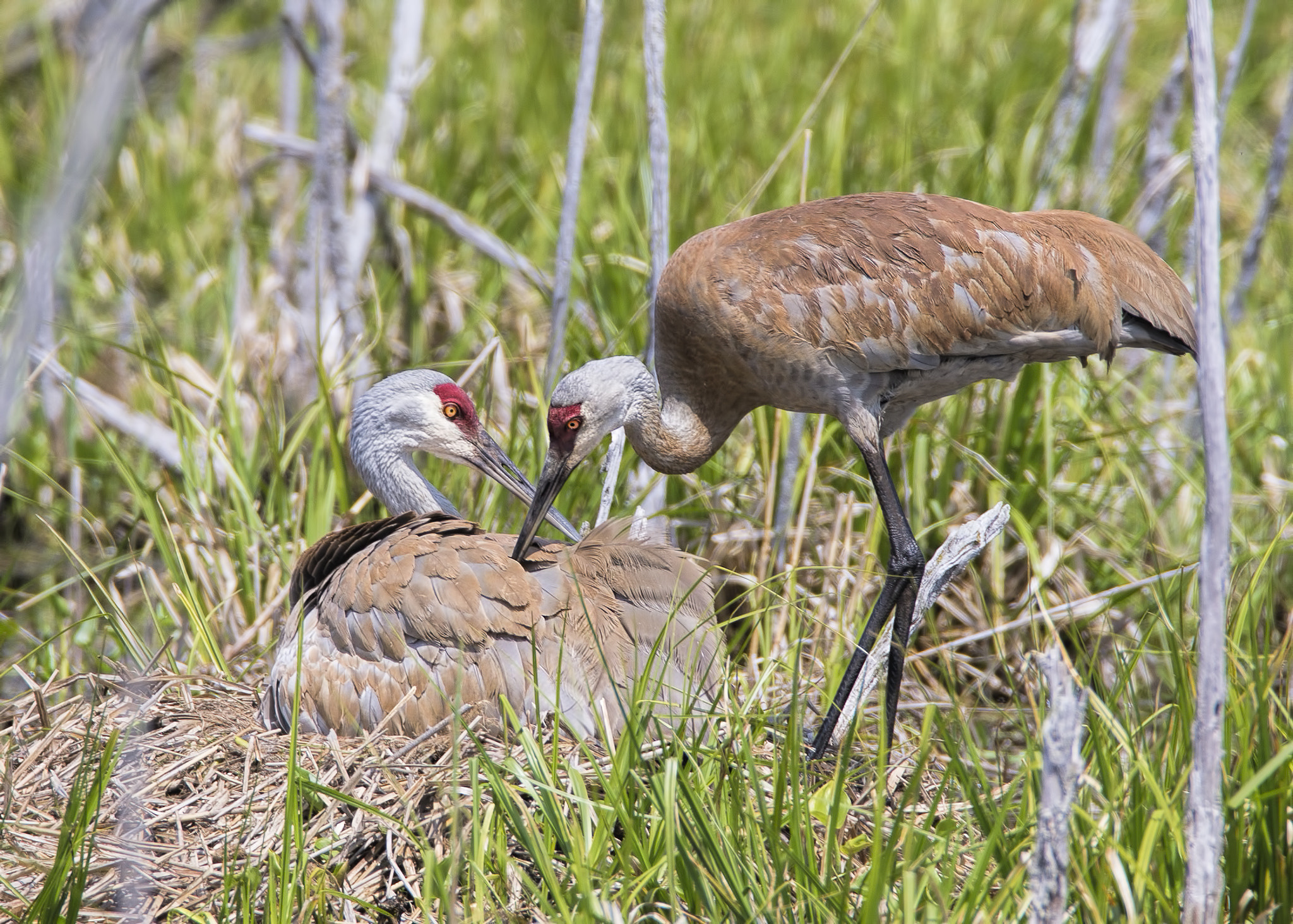 Canon EOS-1D X sample photo. Sandhill crane ( grue du canada ) photography