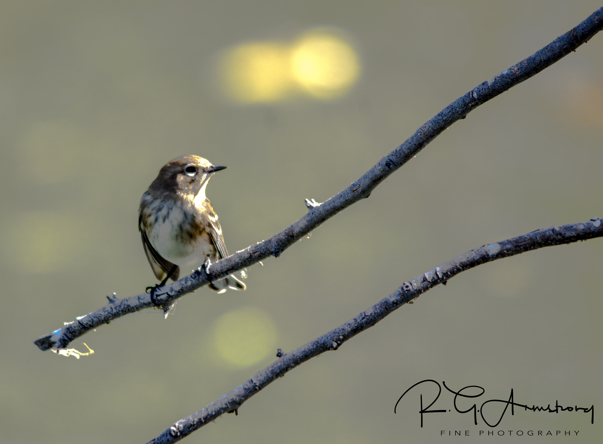 Sigma 150-500mm F5-6.3 DG OS HSM sample photo. Two sun song bird photography
