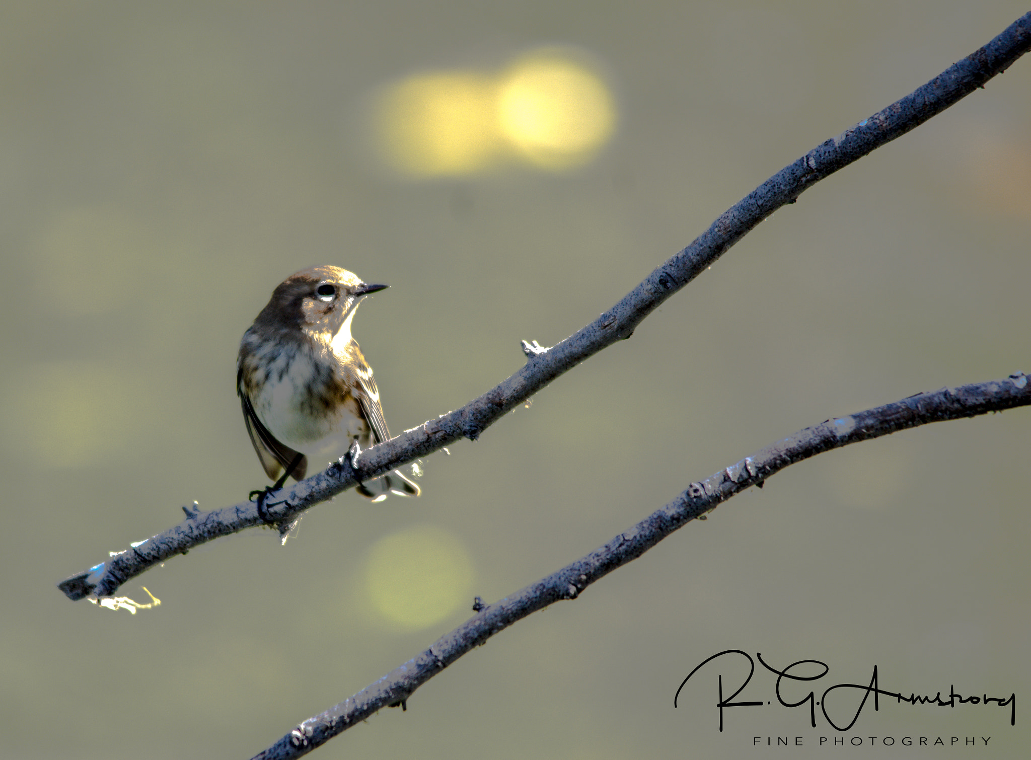 Pentax K-3 II + Sigma 150-500mm F5-6.3 DG OS HSM sample photo. Two sun song bird photography