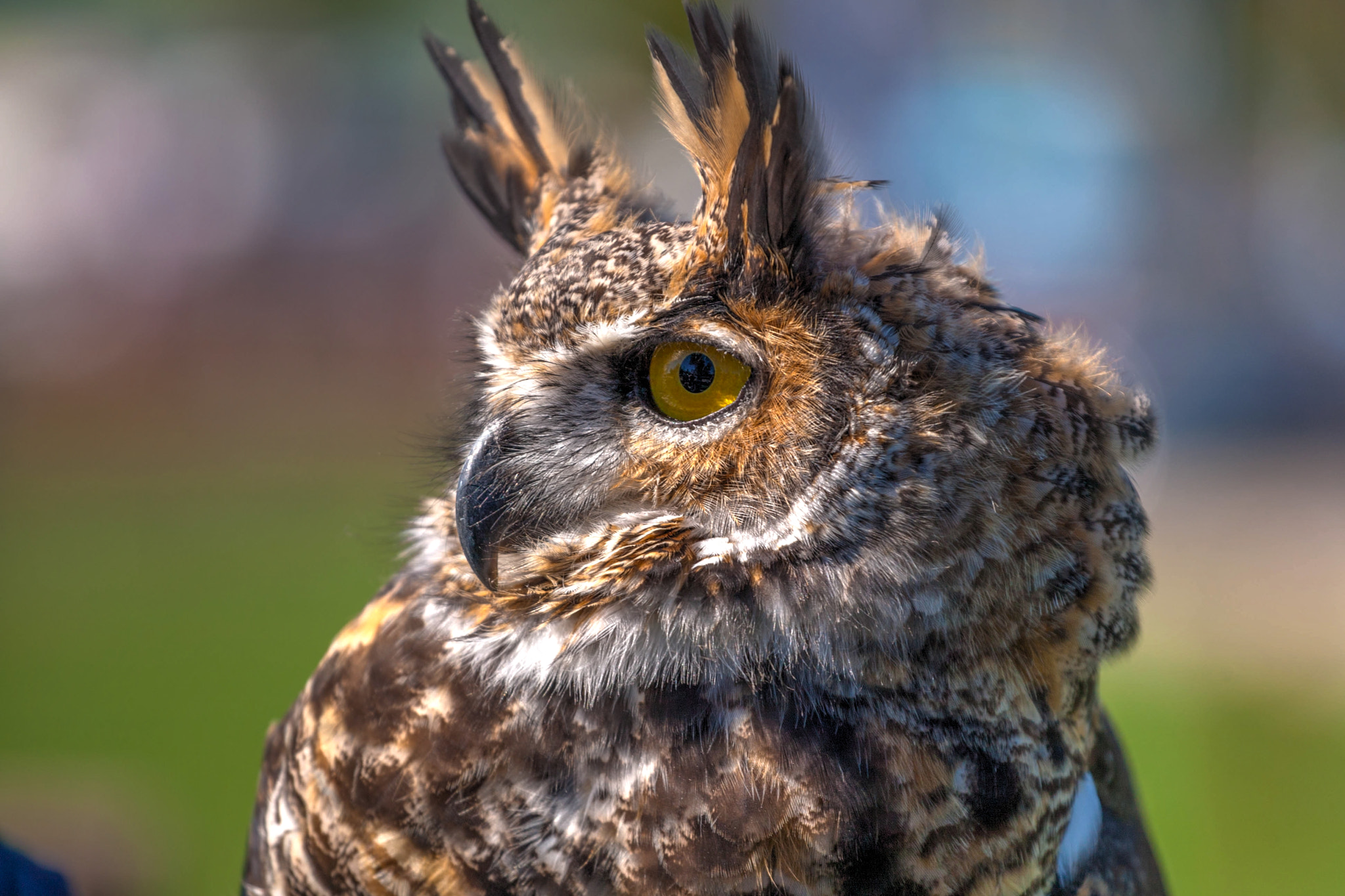 Canon EOS-1D Mark III sample photo. Horned owl photography
