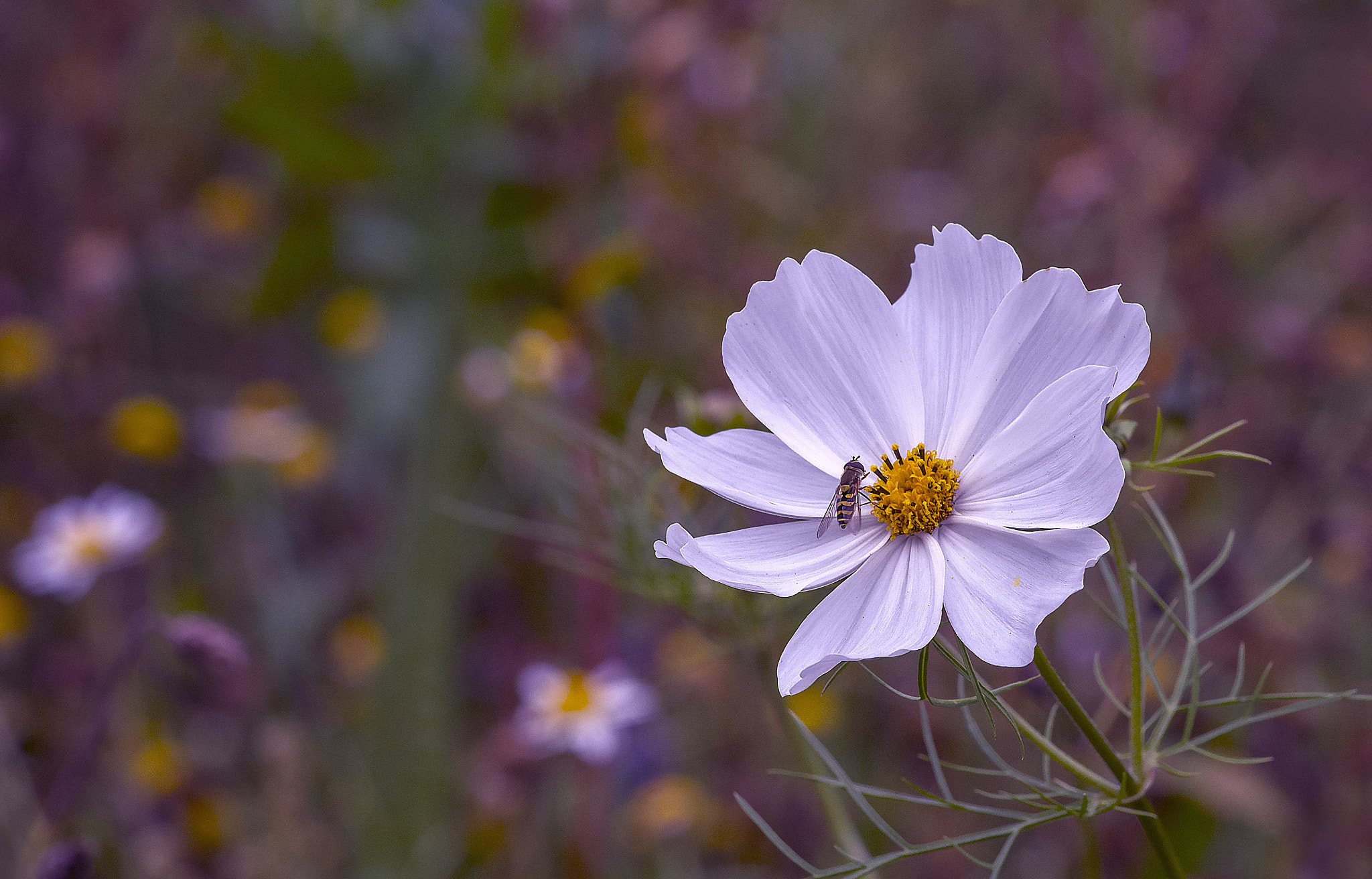 AF Zoom-Nikkor 80-200mm f/2.8 ED sample photo. White delight photography