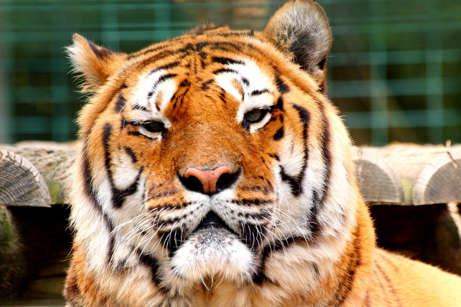 Canon EOS 650D (EOS Rebel T4i / EOS Kiss X6i) sample photo. Eyes of tiger photography